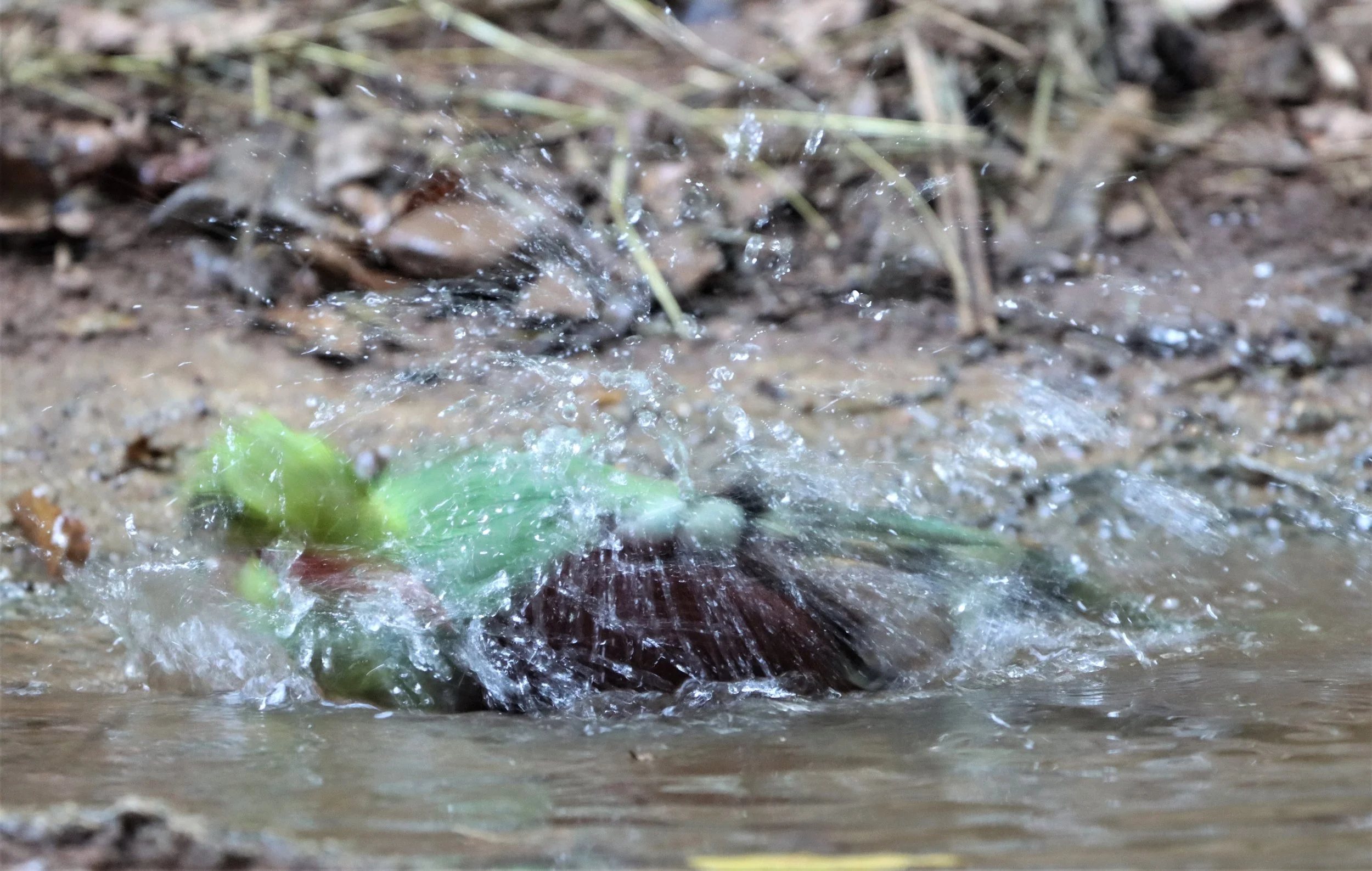 MAGPIE - COMMON GREEN MAGPIE - Cissa chinensis - NEUNG HIDE KAENG KRACHAN (6).jpg