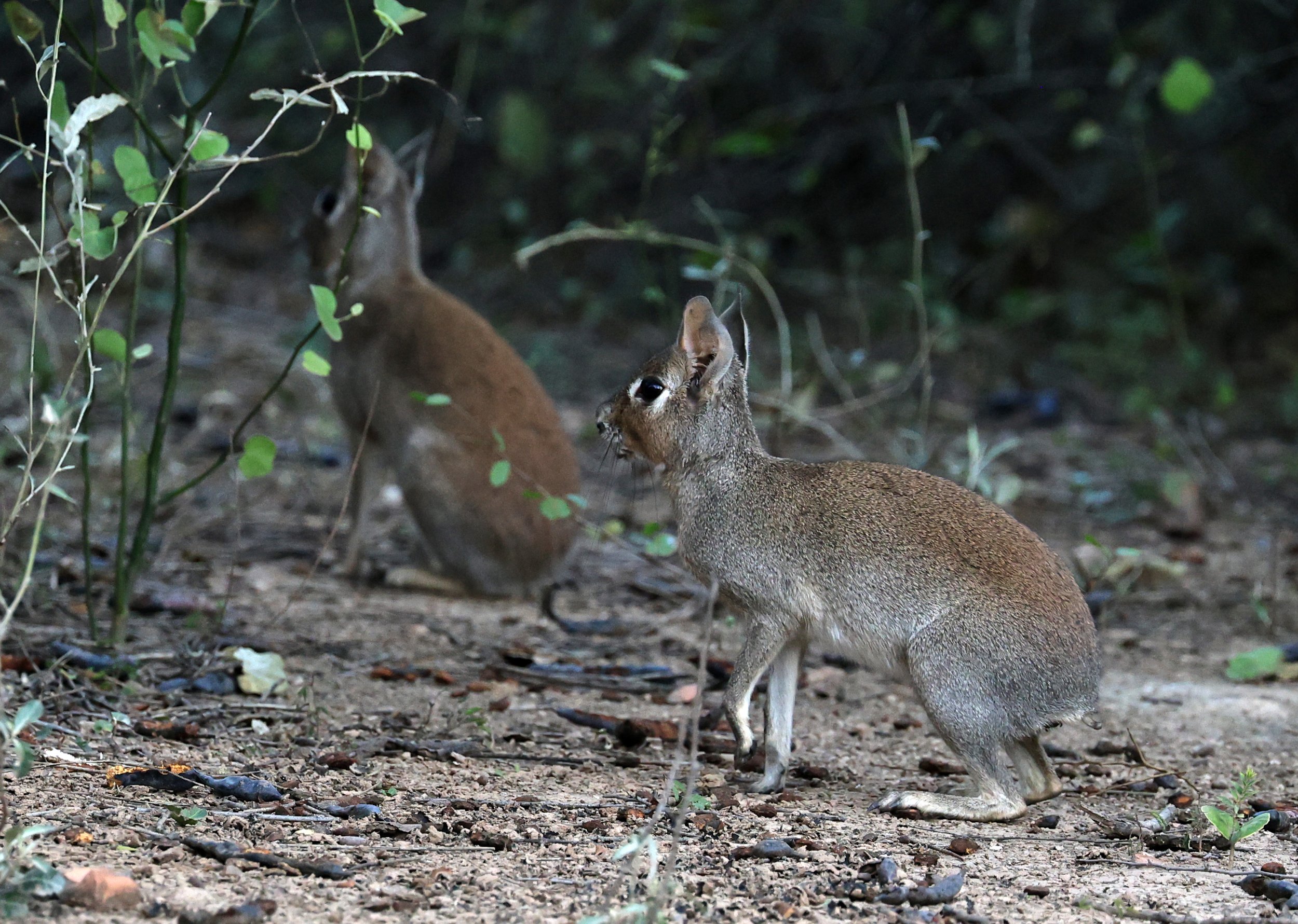 Chacoan Mara (Dolichotis salinicola) Hotel Campestre Iparoma Paraguay (12).jpg