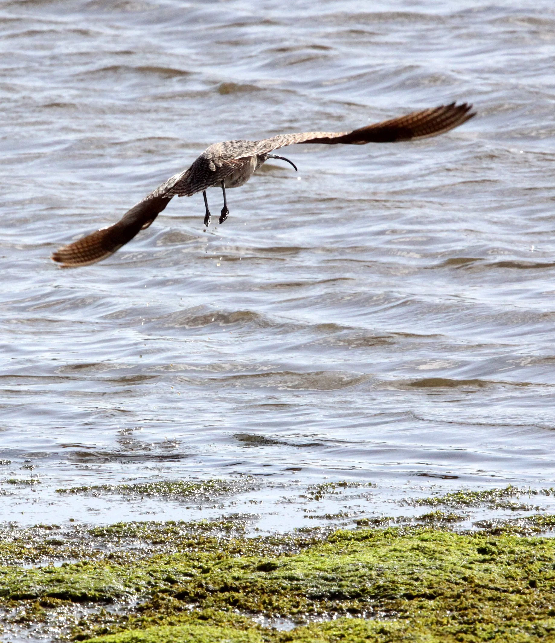 BIRD - CURLEW - LONG-BILLED CURLEW - ELKHORN SLOUGH CALIFORNIA.JPG