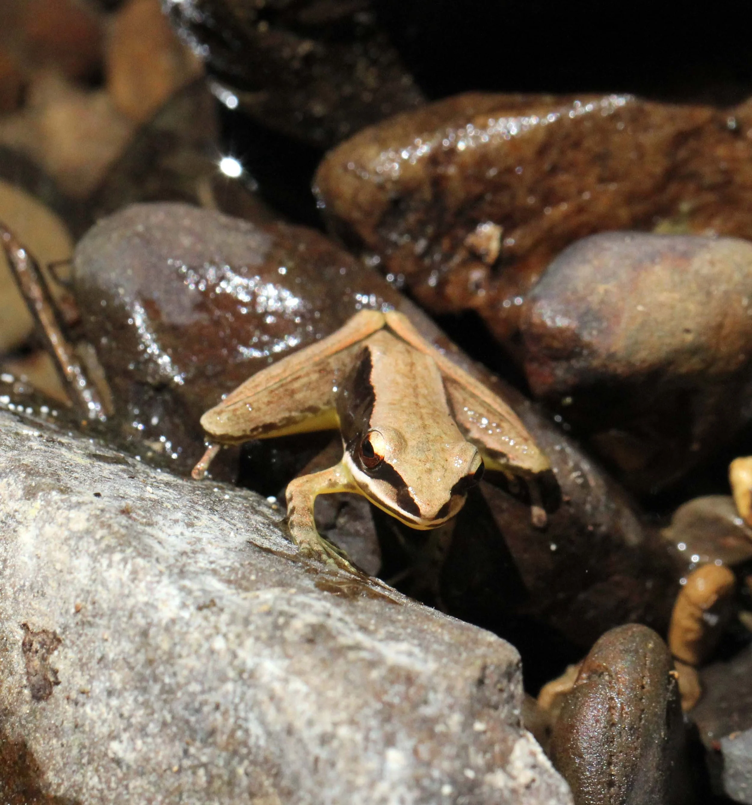 AMPHIBIAN - FROG - SPECIES - NAMTHALU - KHAO SOK NATIONAL PARK - SURATTHANI 2.JPG