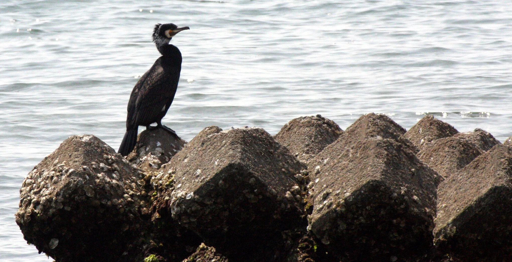 Phalacrocorax carbo - Great Cormorant - Mutsu Harbor, Japan (8).JPG