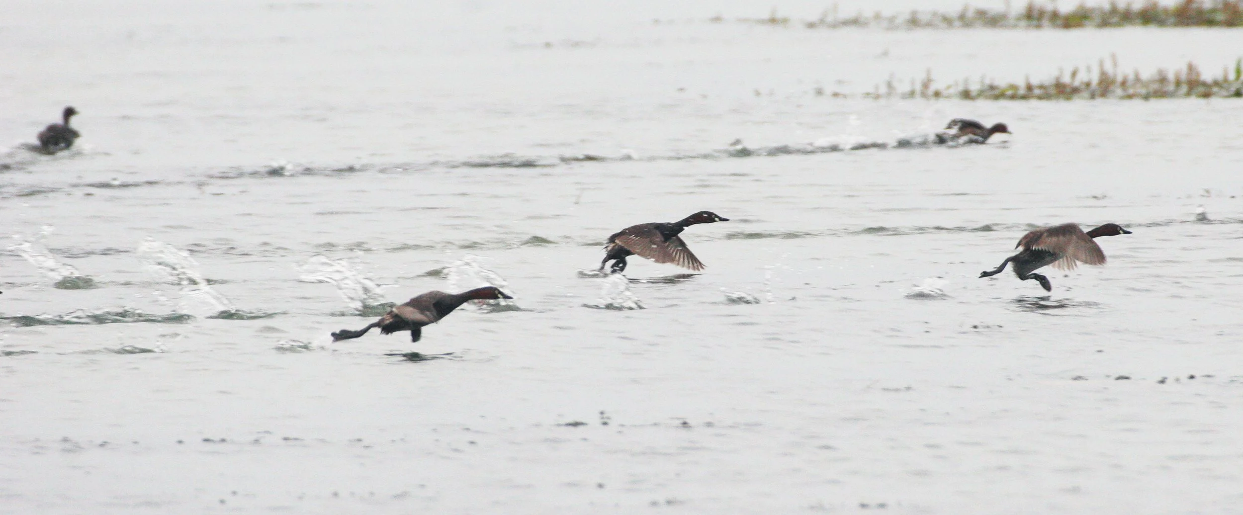 Little Grebe (Tachybaptus ruficollis) Bueng Boraphet Wetlands Nakhon Sawan Thailand (84).JPG