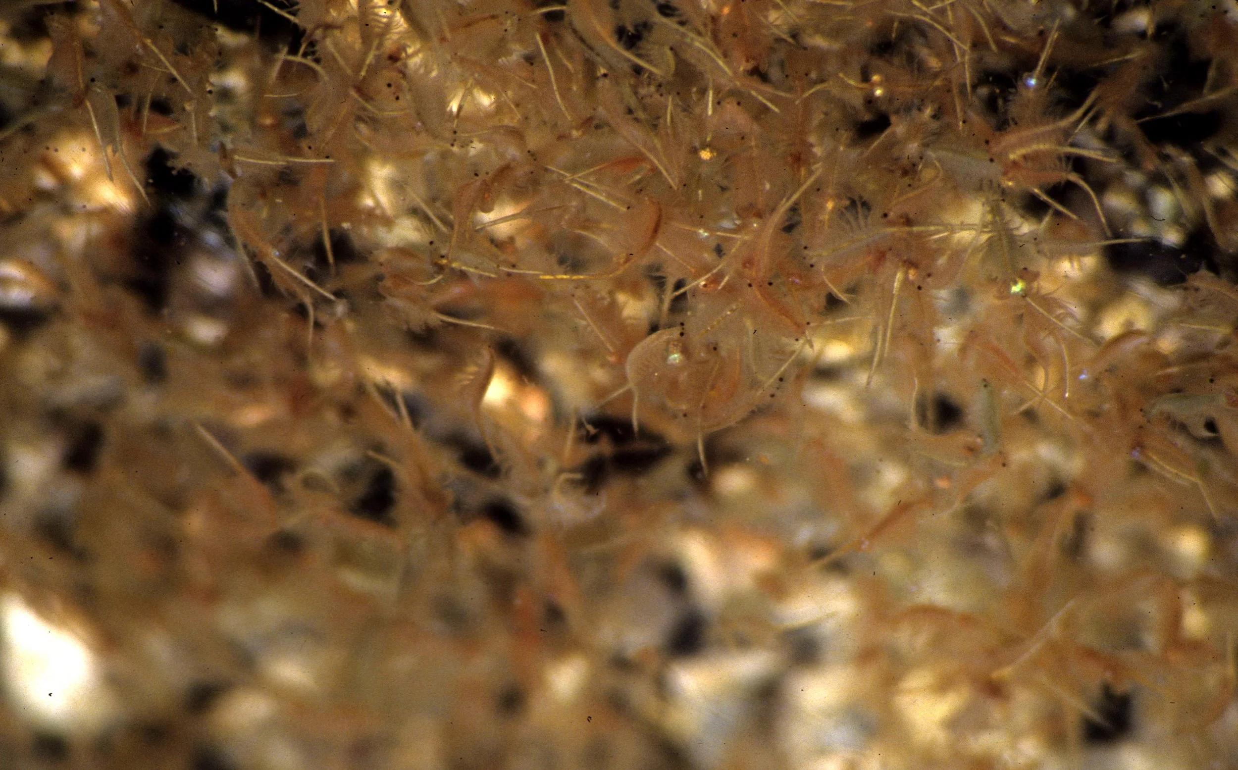 CALIFORNIA - MONO LAKE - FOOD CHAIN - KRILL B.jpg