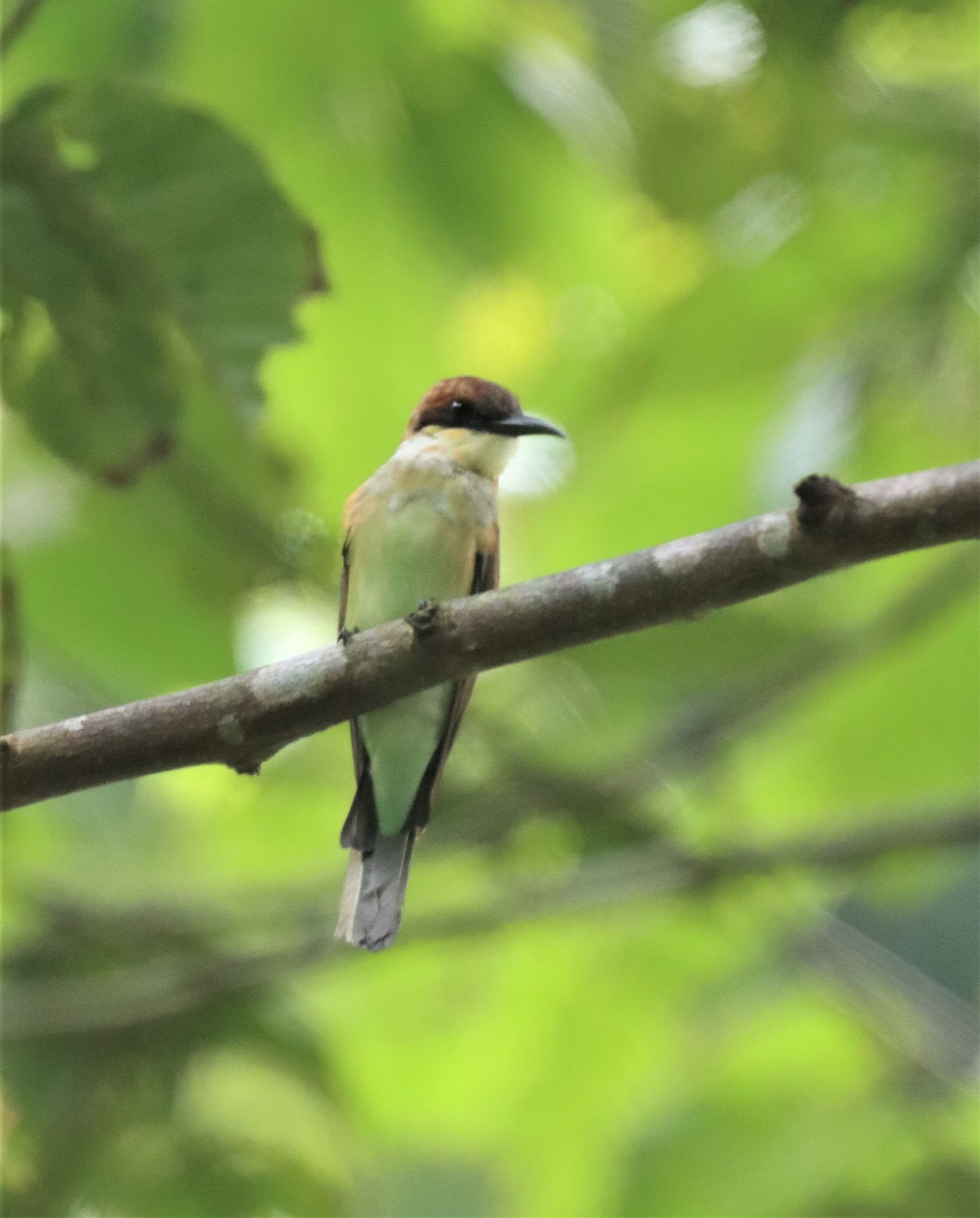 BEE-EATER - CHESTNUT-HEADED BEE-EATER - Merops leschenaulti - HALA BALA WILDLIFE SANCTUARY 4.jpg
