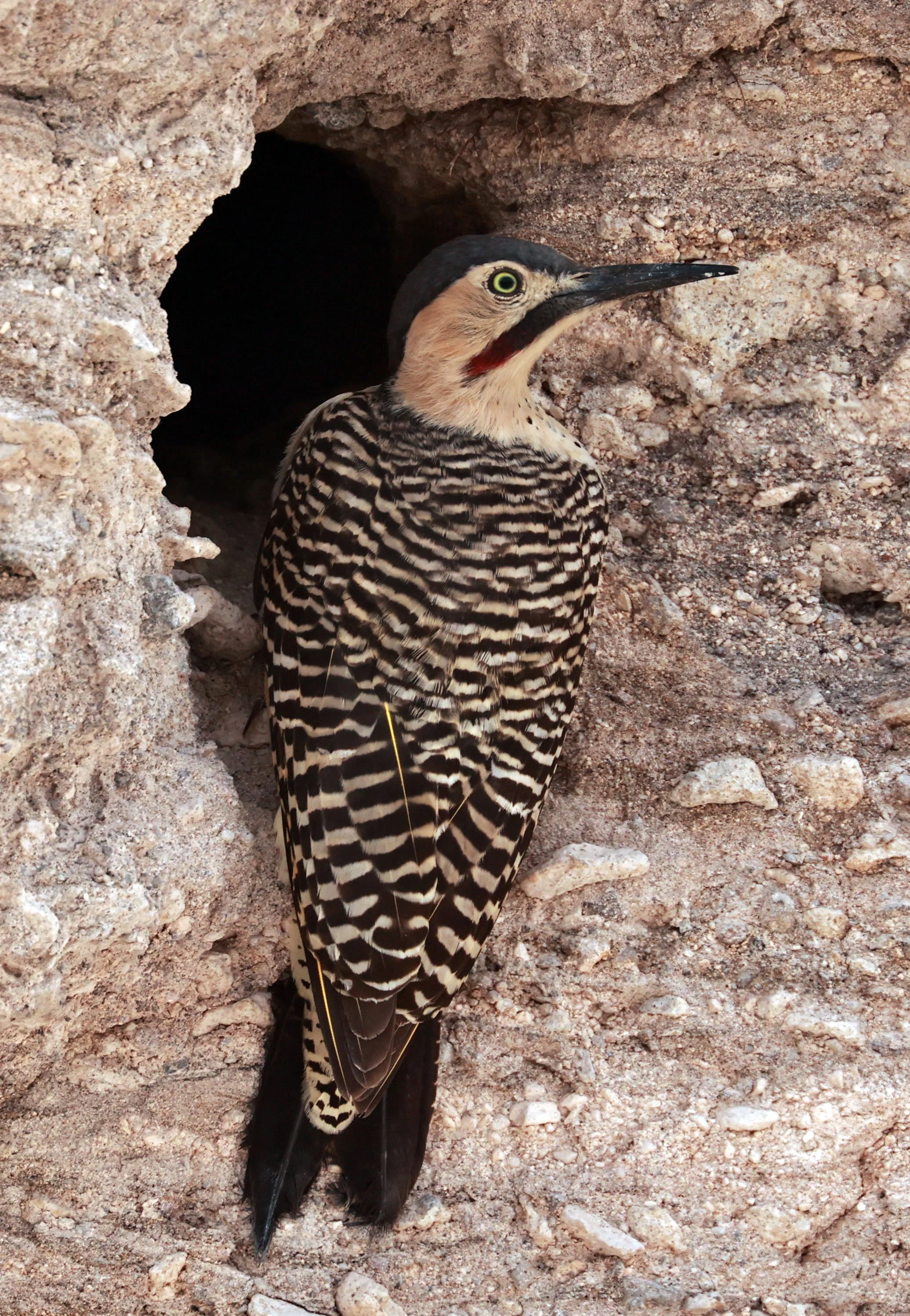 Woodpecker - Andean Flicker - Colaptes rupicola - Lauca National Park, Chile (41).jpg