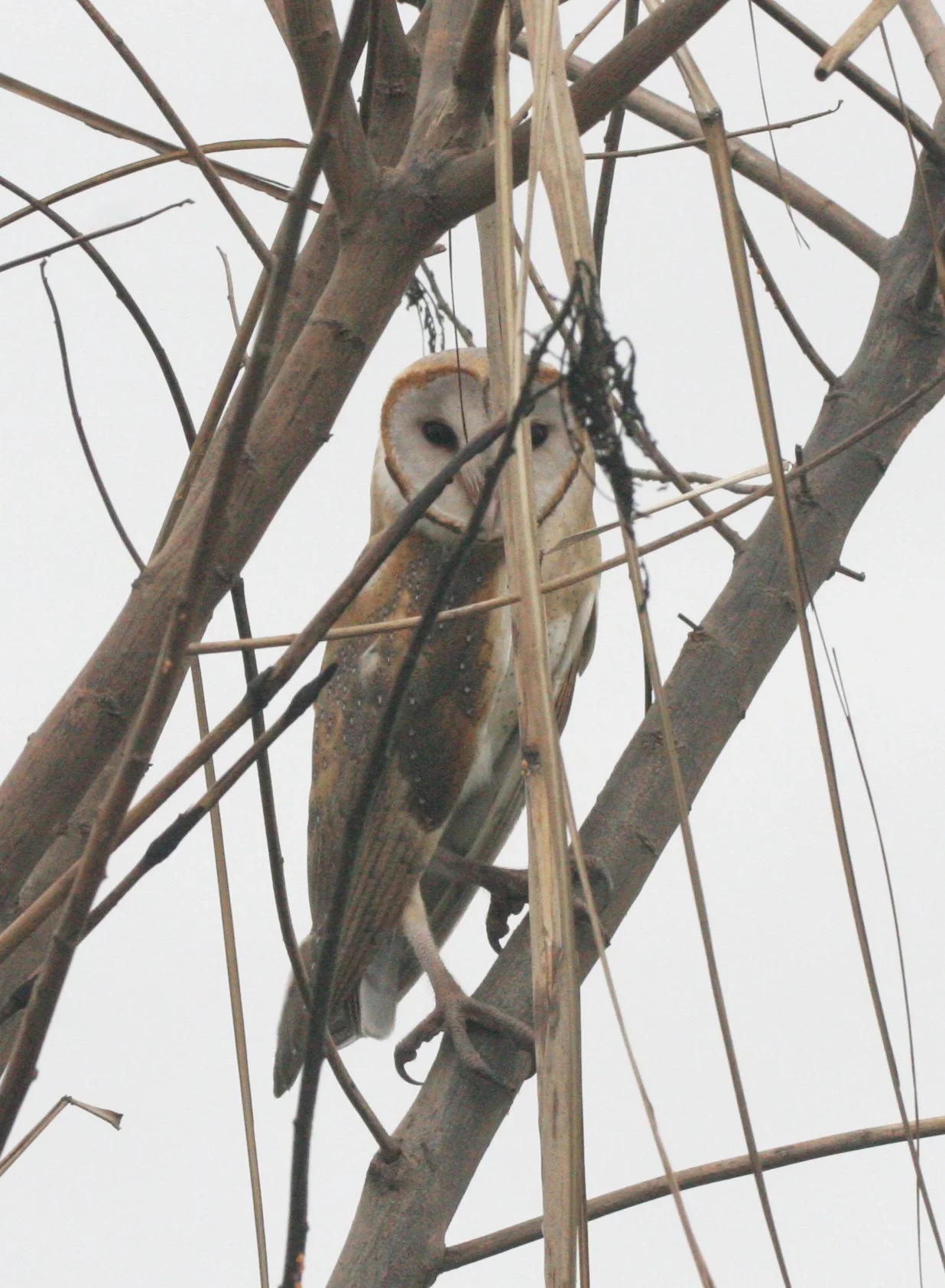 Tyto alba - BARN OWL - BUENG BORAPHET THAILAND (13).JPG