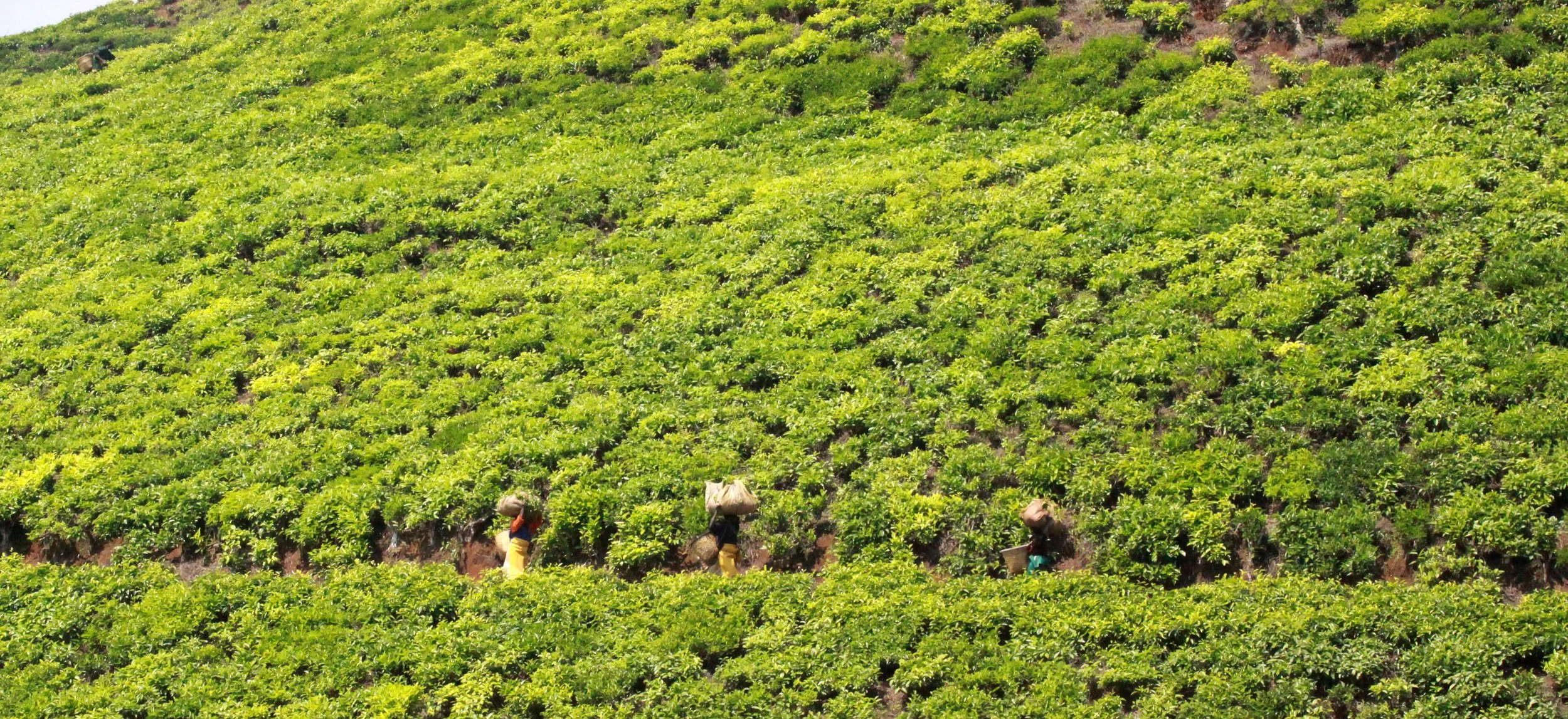 NYUNGWE NATIONAL PARK RWANDA - GISAKURA TEA ESTATE (548).JPG