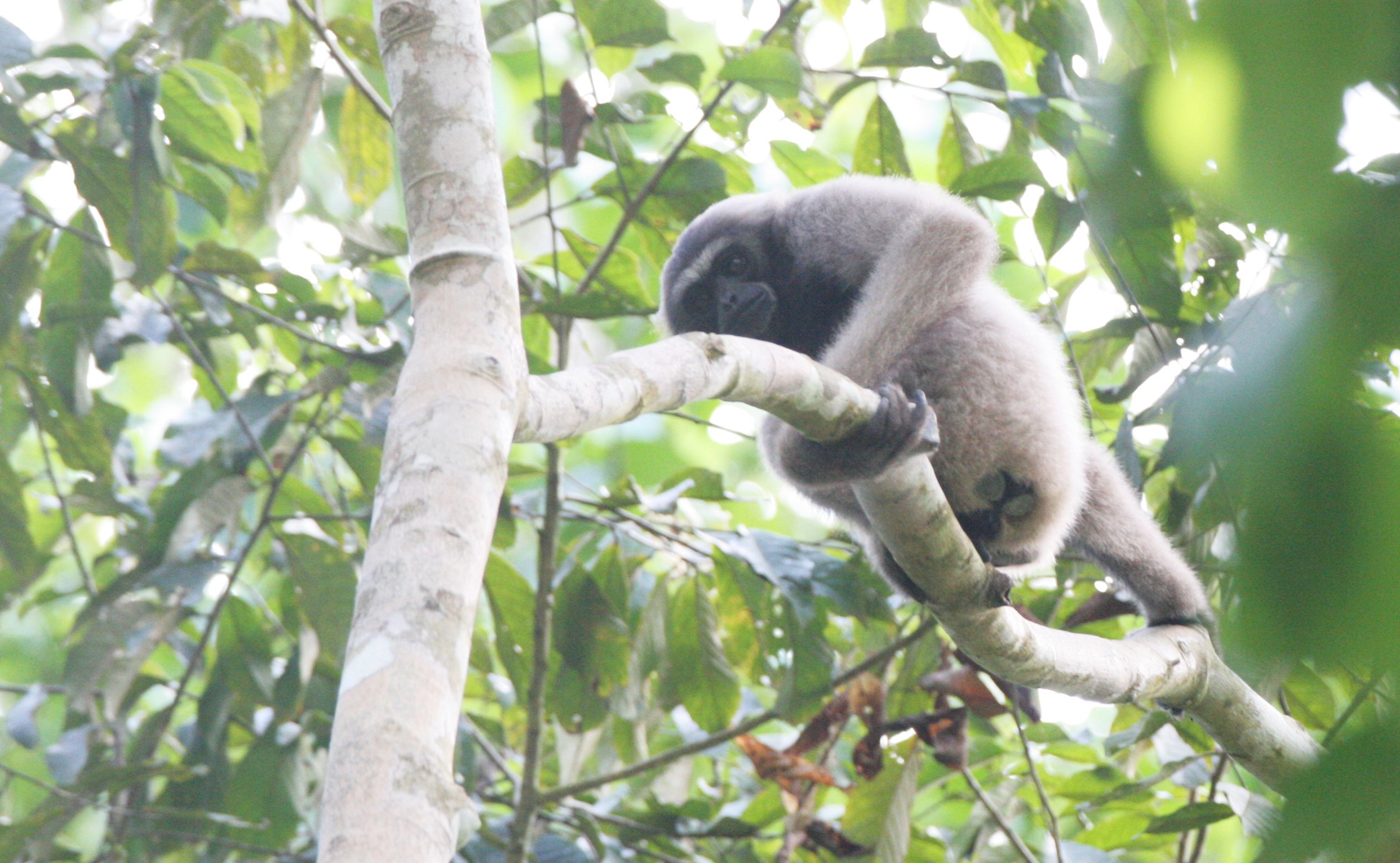 HYLOBATIDAE - Hylobates muelleri - MUELLER'S (GRAY) GIBBON - TABIN WILDLIFE RESERVE  (85).JPG