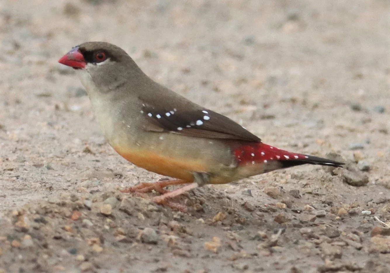 RED AVADAVAT - Amandava amandava - THAP YAO RICE FIELDS LAT KRABANG (52).jpg