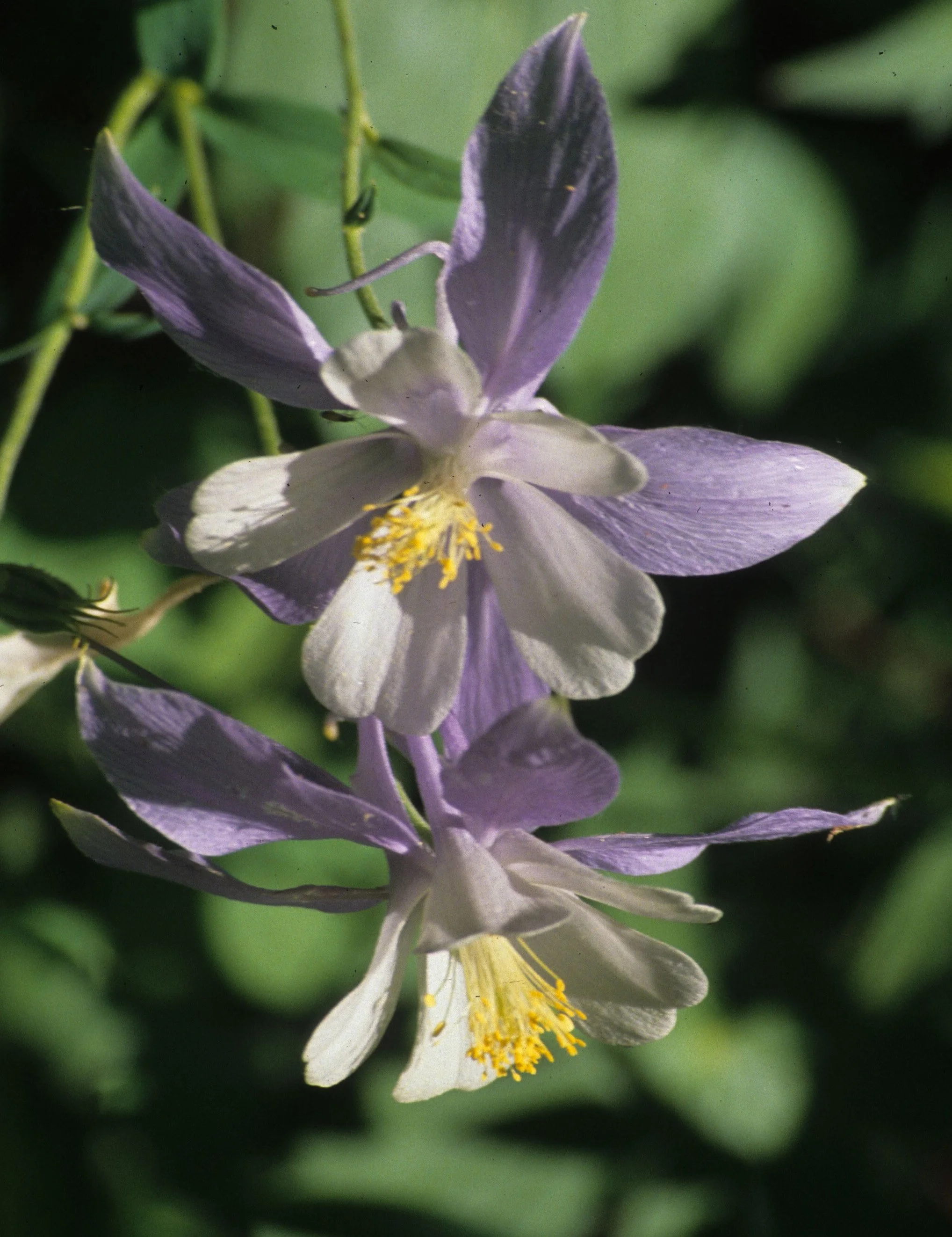 COLORADO - ROCKIES NATIONAL PARK  - COLUMBINE SPECIES.jpg