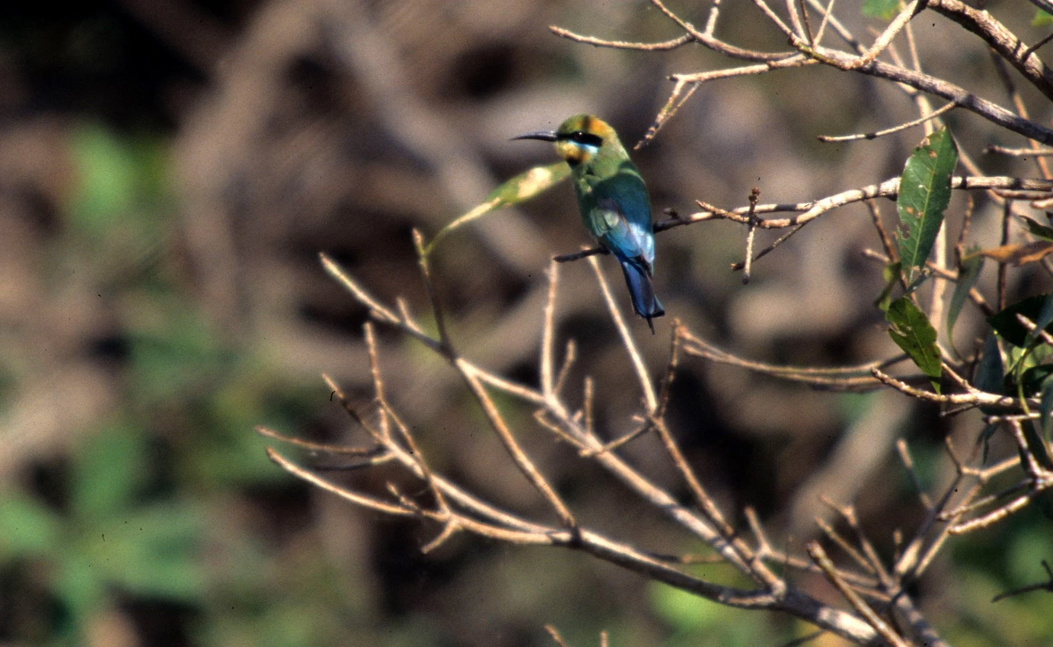 BIRD - BEE-EATER - RAINBOW BEE-EATER - KAKADU NP.jpg