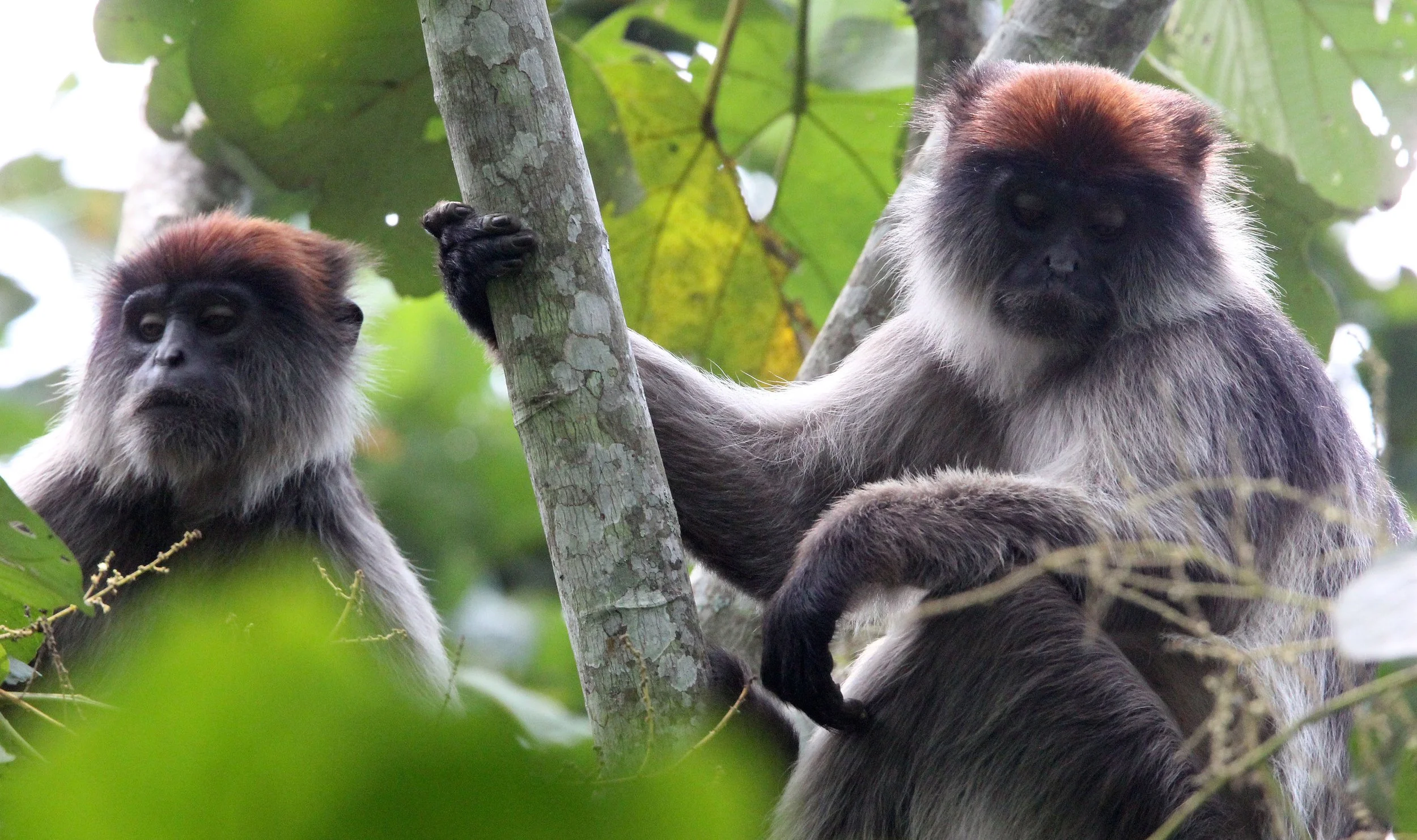 CERCOPITHECIDAE - Piliocolobus tephrosceles - ASHY RED COLOBUS - KIBALE NATIONAL PARK UGANDA BIGODI SWAMP (406).JPG