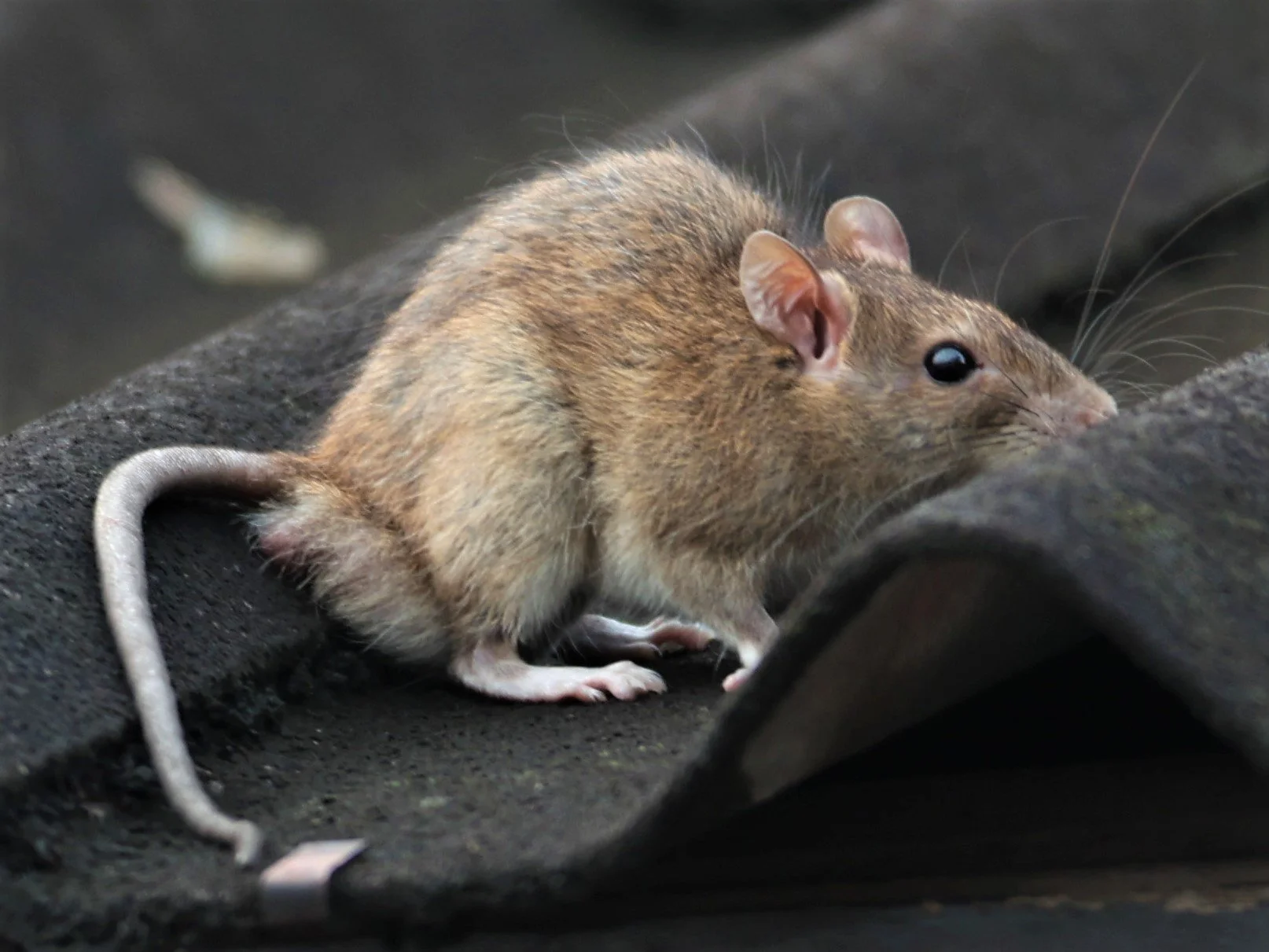 Genus Rattus - Forest Rats — Coke Smith Wildlife