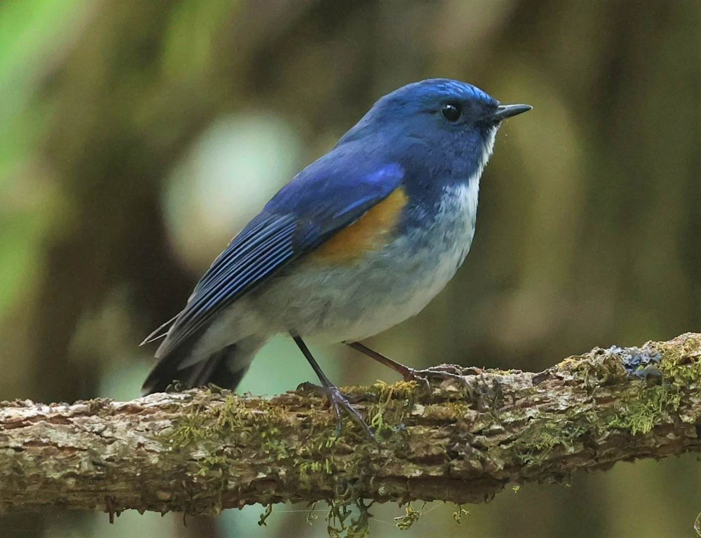 BLUETAIL - HIMALAYAN BLUETAIL - Tarsiger rufilatus - DOI PHA HOM POK NP DOI LANG EAST FEB 2022 (56).jpg