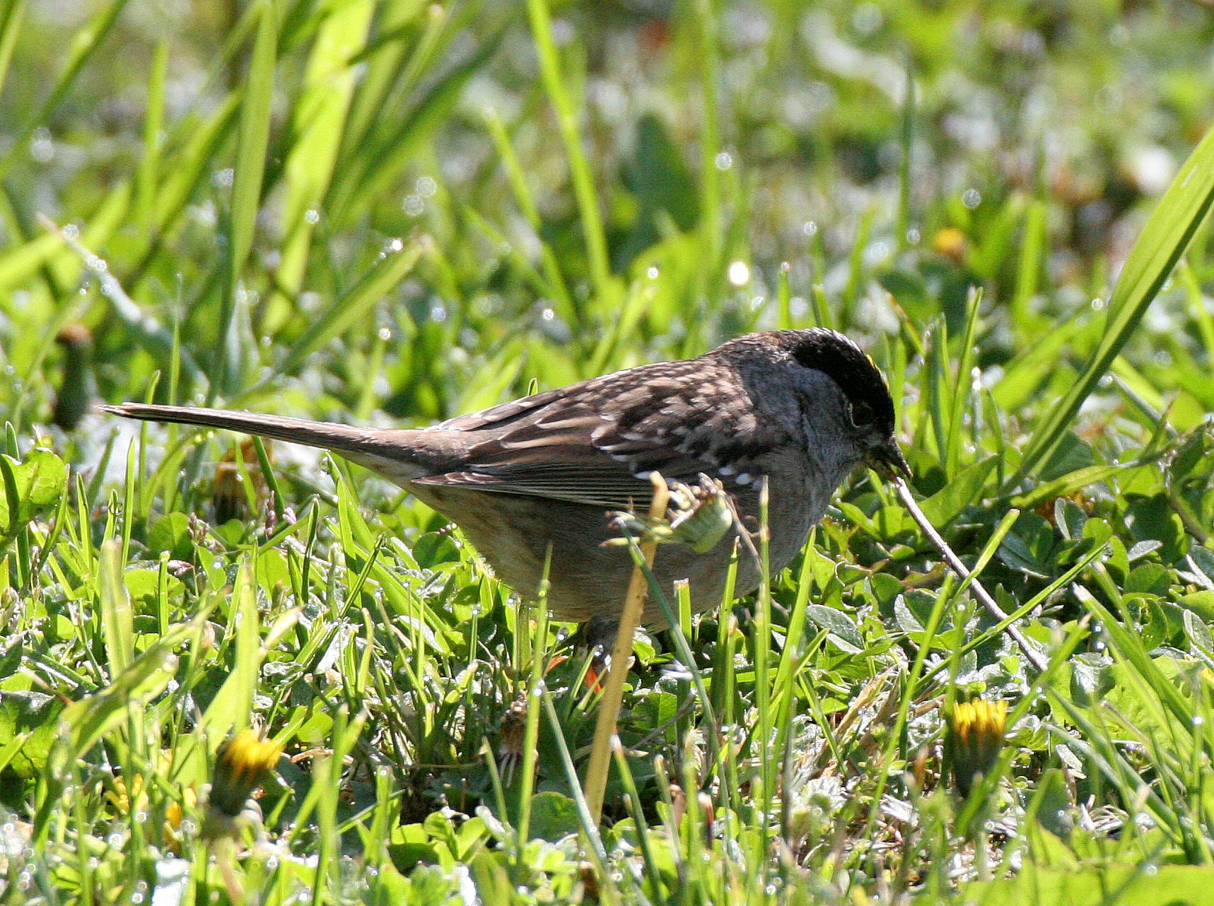 Gold-crowned Sparrow ((Zonotrichia atricapilla) Lake Farm Woods Washington (7).JPG