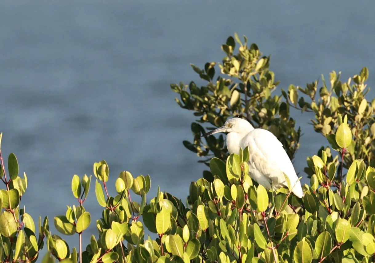 Little Blue Heron (Egretta caerulea) juvenile - Superagui National Park, Brazil (5).jpg