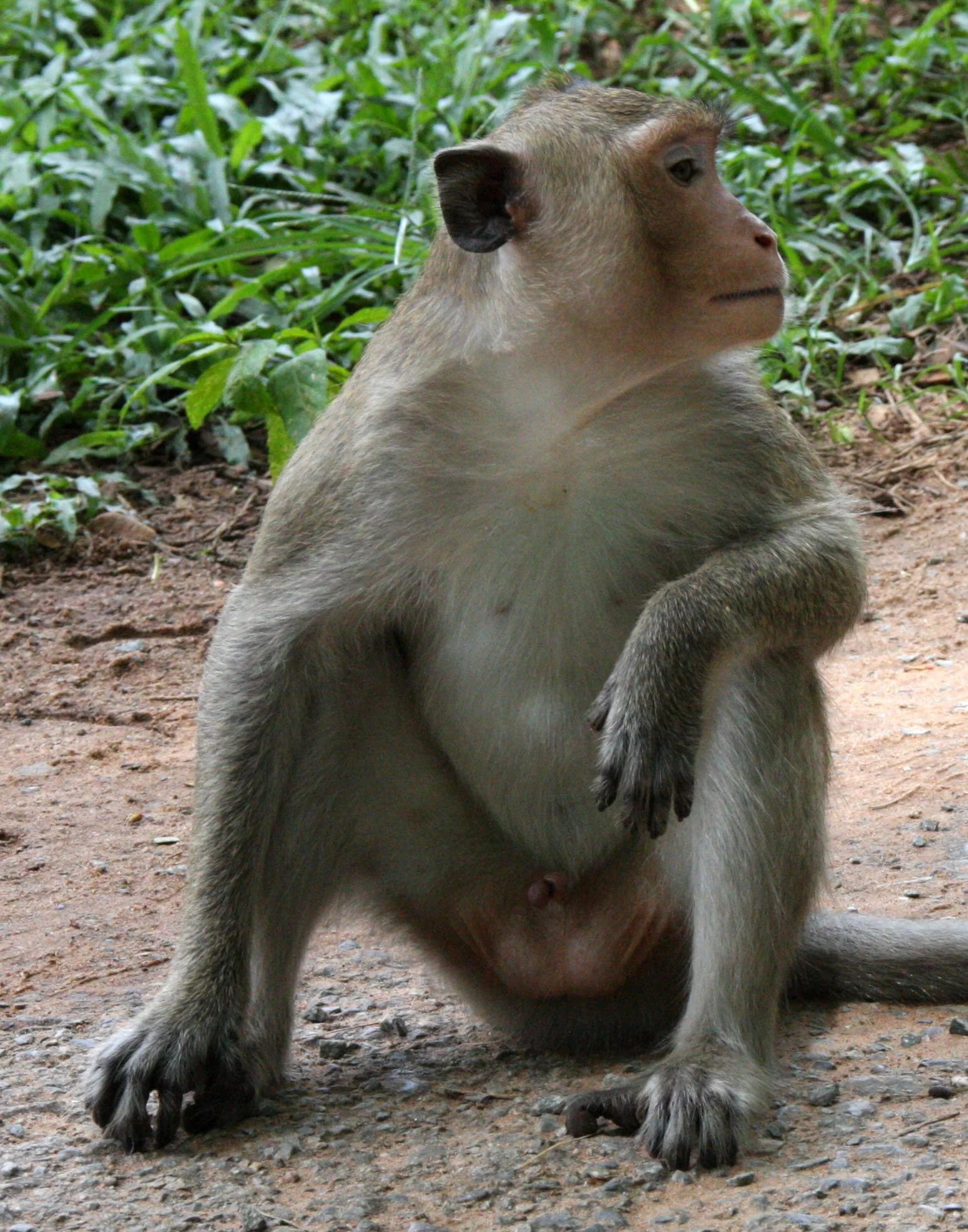 PRIMATE - MACACA FACICULARIS - LONG-TAILED MACAQUE - ANGKOR WAT CAMBODIA (4).JPG