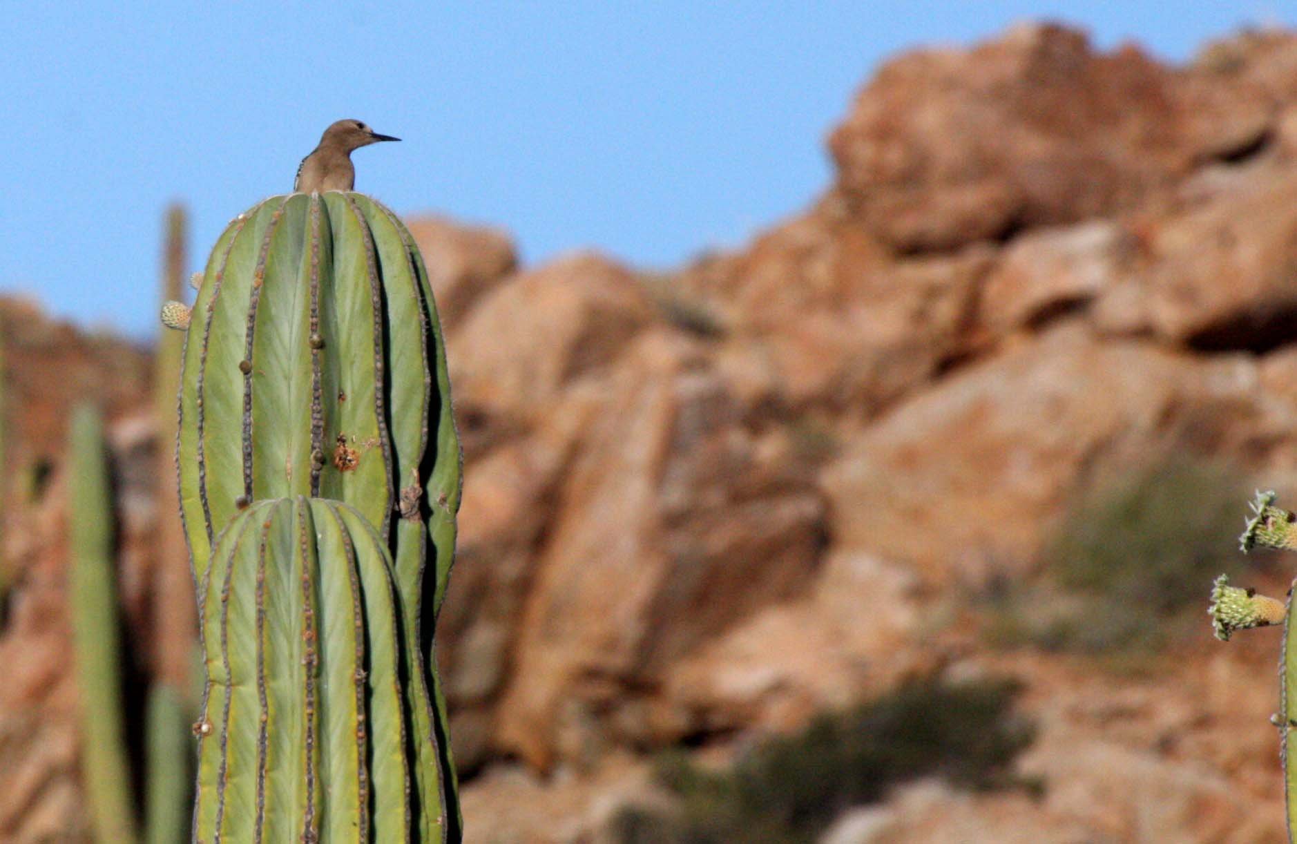 BIRD - WOODPECKER - GILA WOODPECKER - ISLA SANTA CATALINA BAJA MEXIO (17).JPG