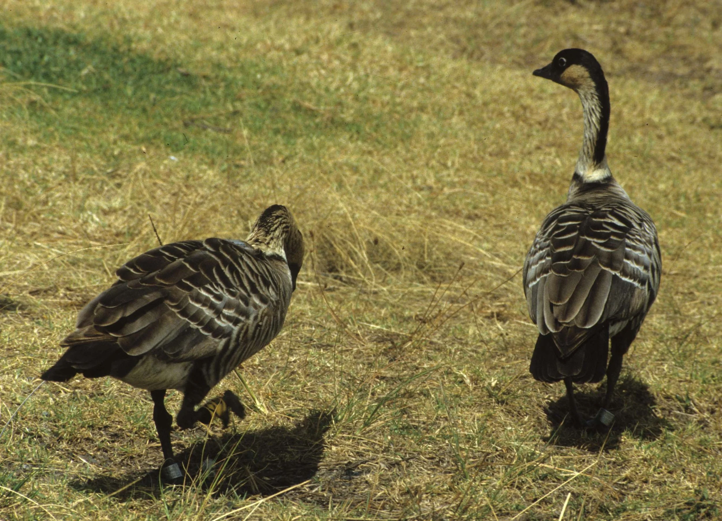 BIRD - NENE GOOSE - VOLCANO NP HAWAII.jpg