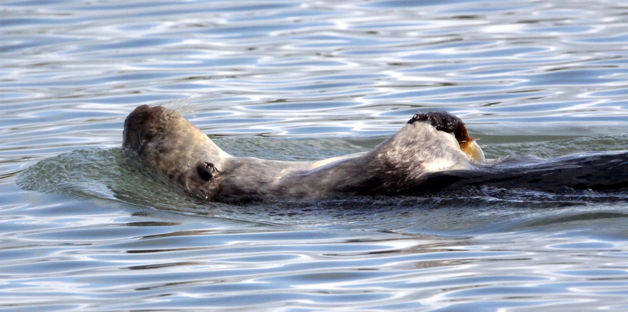 Enhydra lutris nereis - CALIFORNIA SEA OTTER - ELKHORN SLOUGH  WILDLIFE REFUGE CALIFORNIA (42).JPG