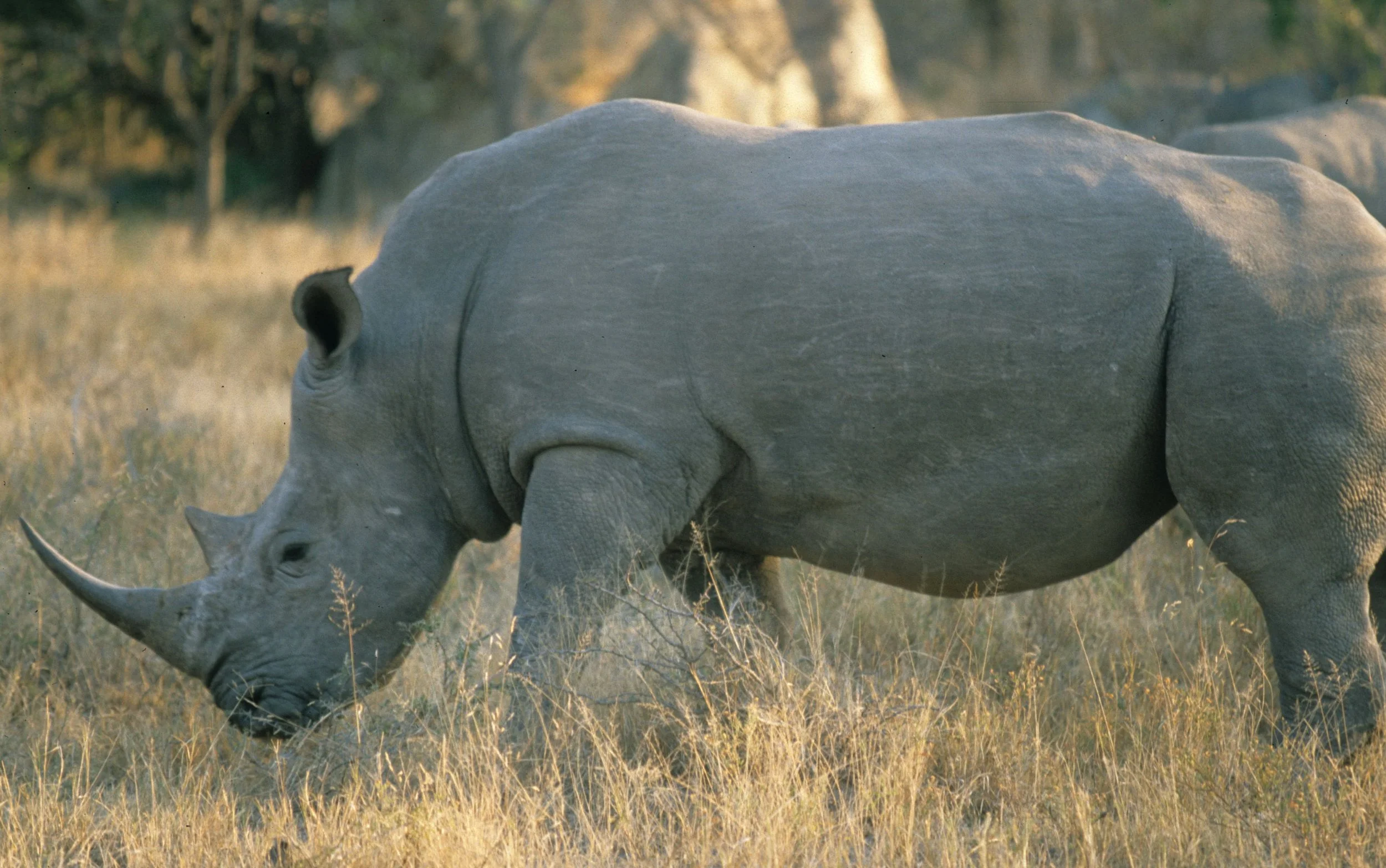 RHINO- BLACK - ZIMBABWE 12.jpg