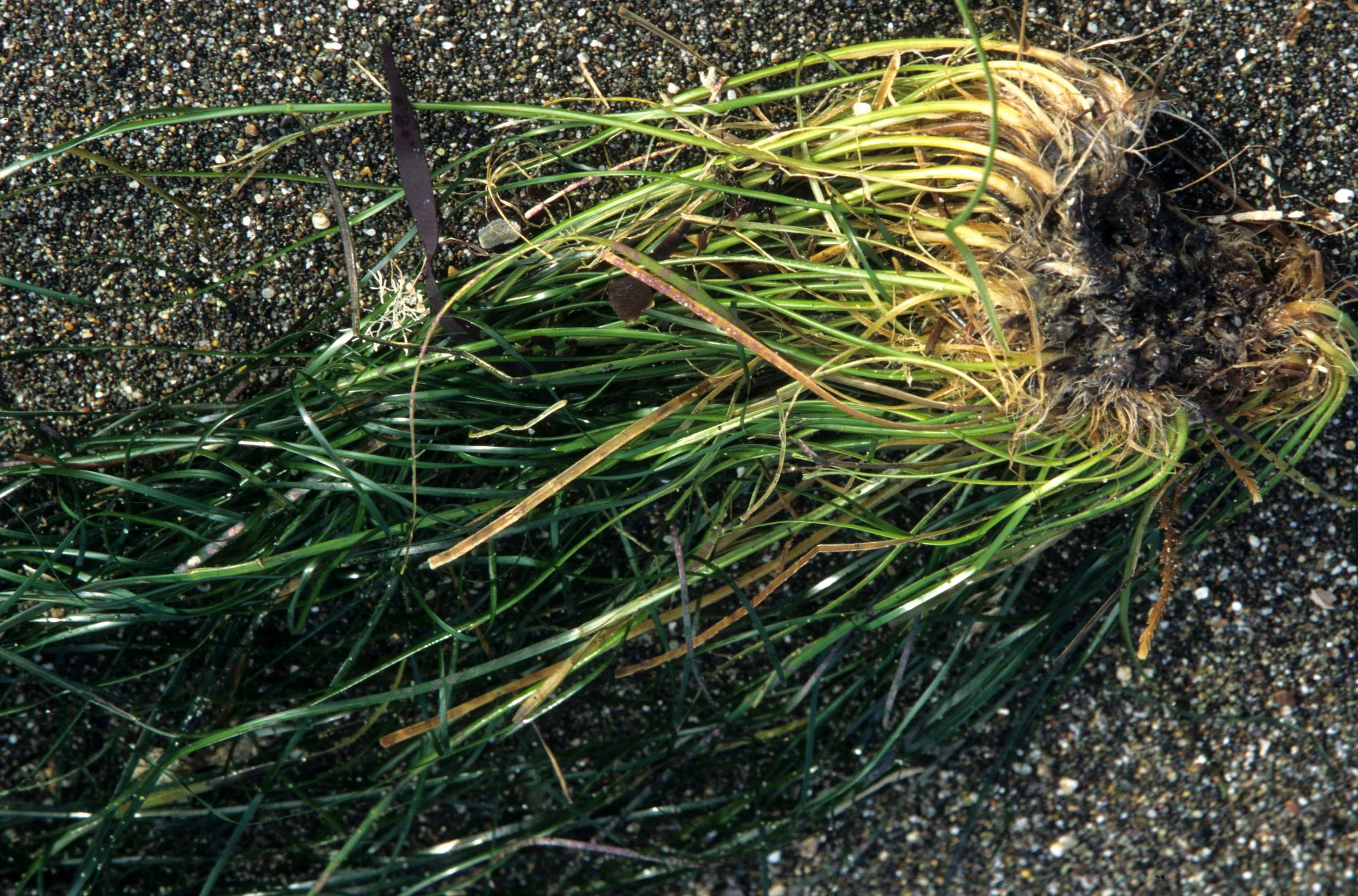 CALIFORNIA - POINT REYES - ZOSTERA SPECIES - SEA GRASS - EEL GRASS.jpg