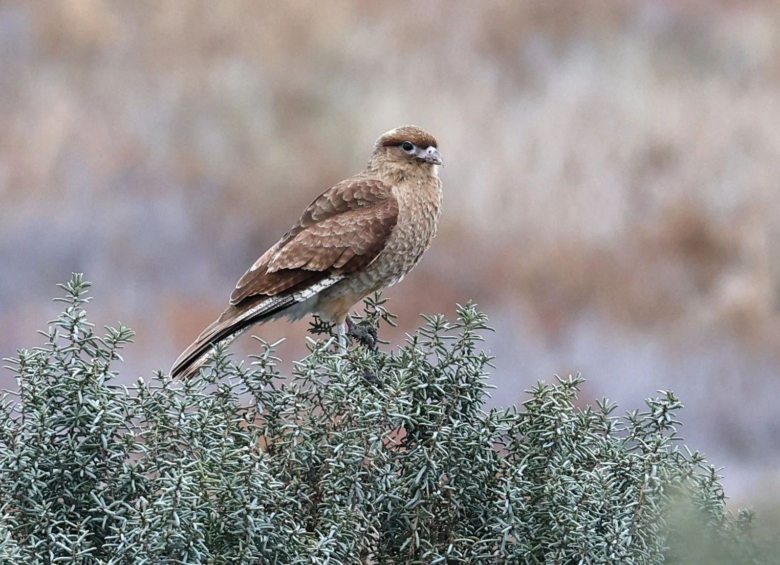 Chimango Caracara (Daptrius chimango) Lagunas del Ornitólogo, Trelew Argentina (2).jpg