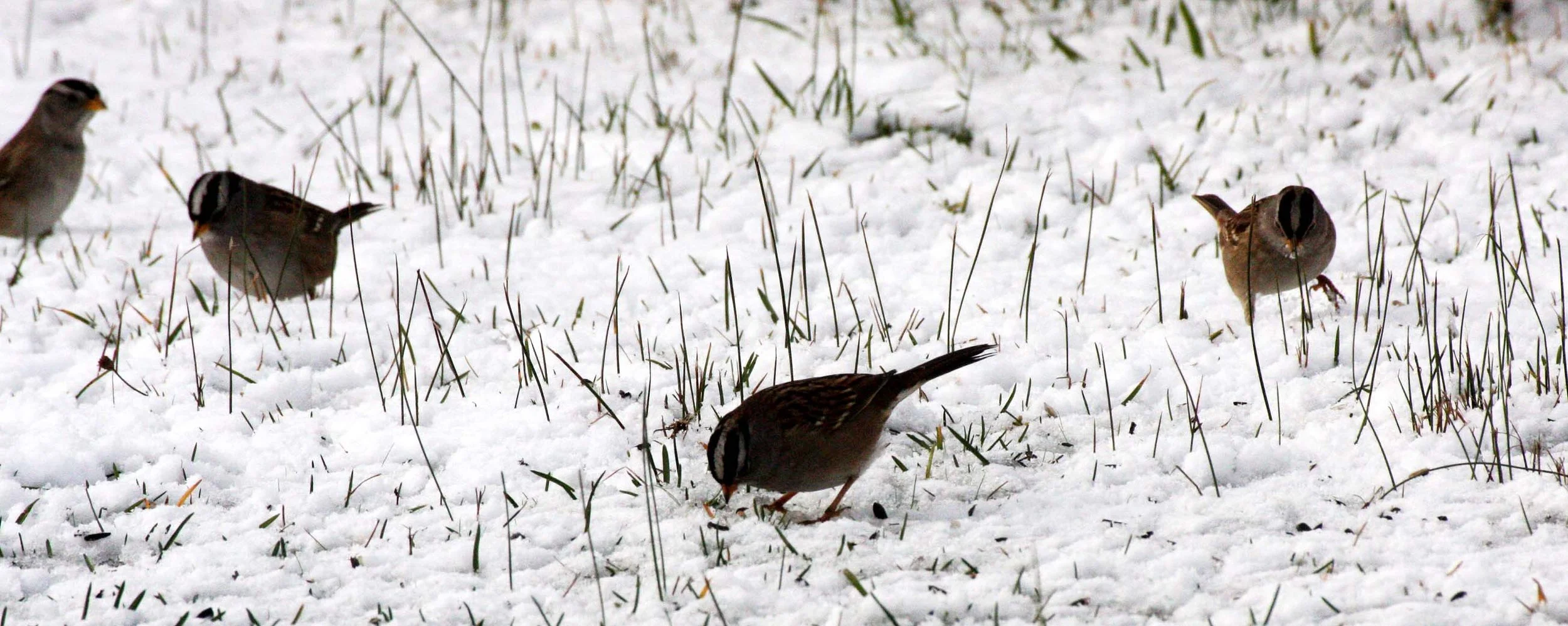 White-crowned Sparrow (Zonotrichia leucophrys) Sequim Prairie Olympic Peninsula (7).JPG