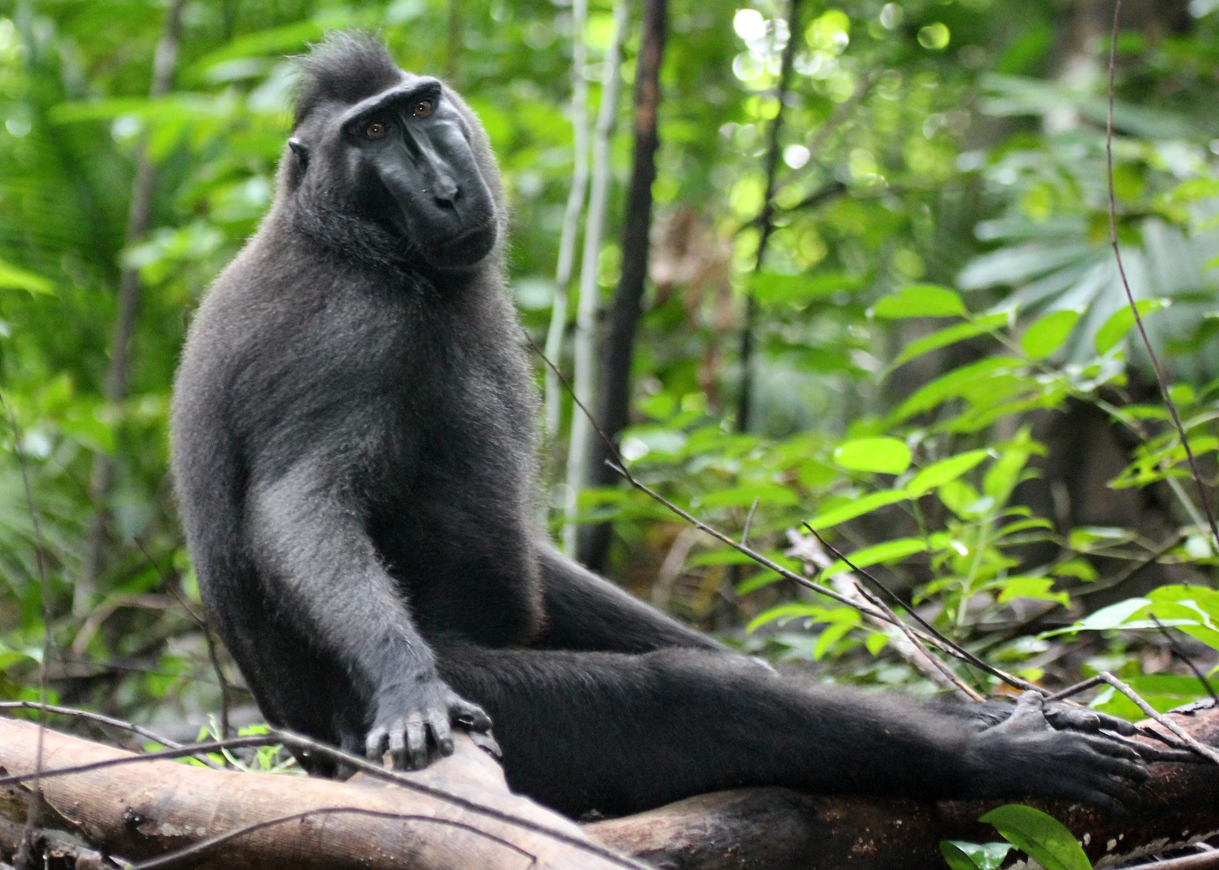 CERCOPITHECIDAE - Macaca nigra - SULAWESI BLACK-CRESTED MACAQUE - RAMBO 2 GROUP - TANGKOKO NATIONAL PARK SULAWESI INDONESIA (194).JPG