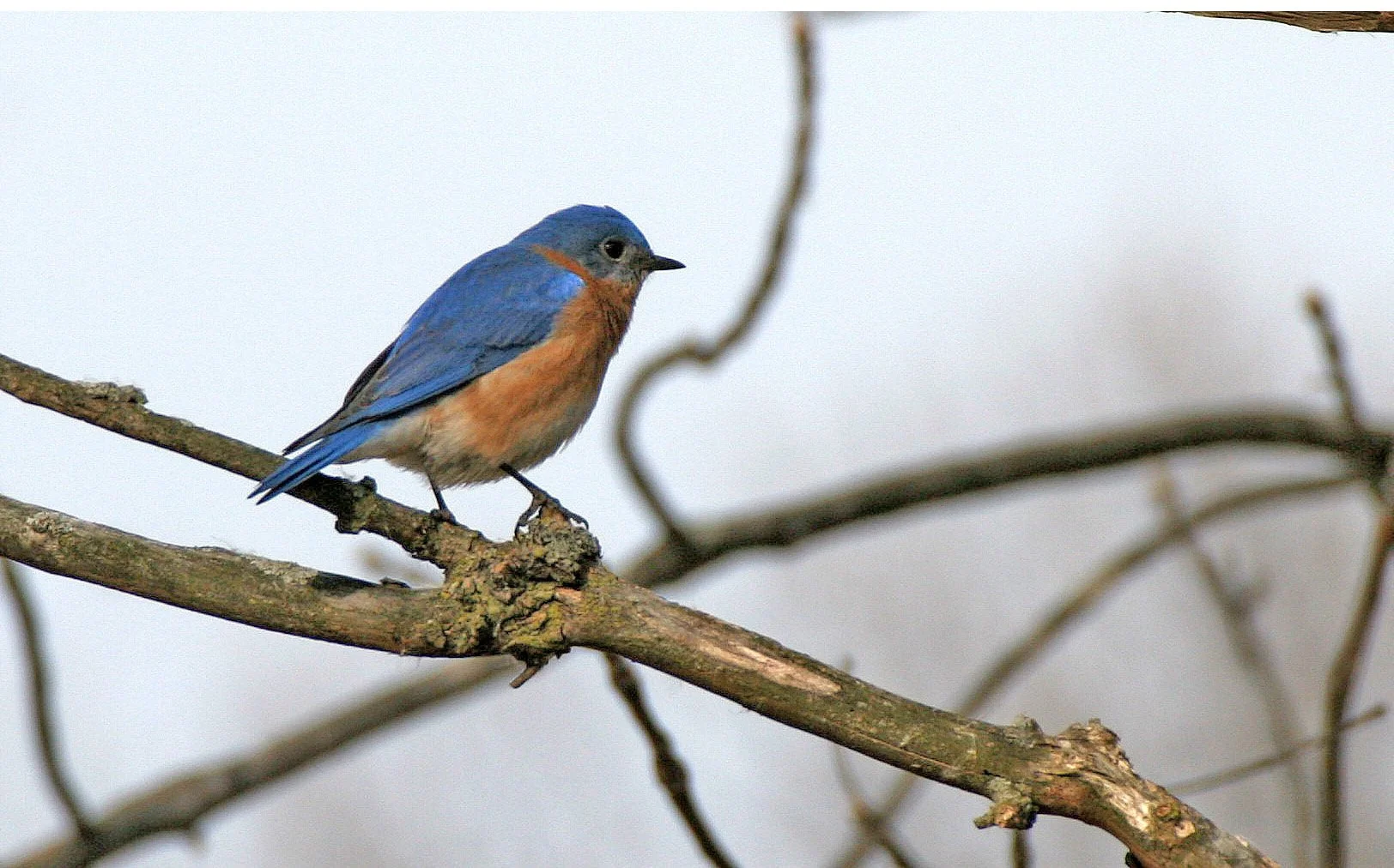 Eastern Bluebird (Sialia sialis) Lincoln Marsh Wheaton Illinois (25).JPG