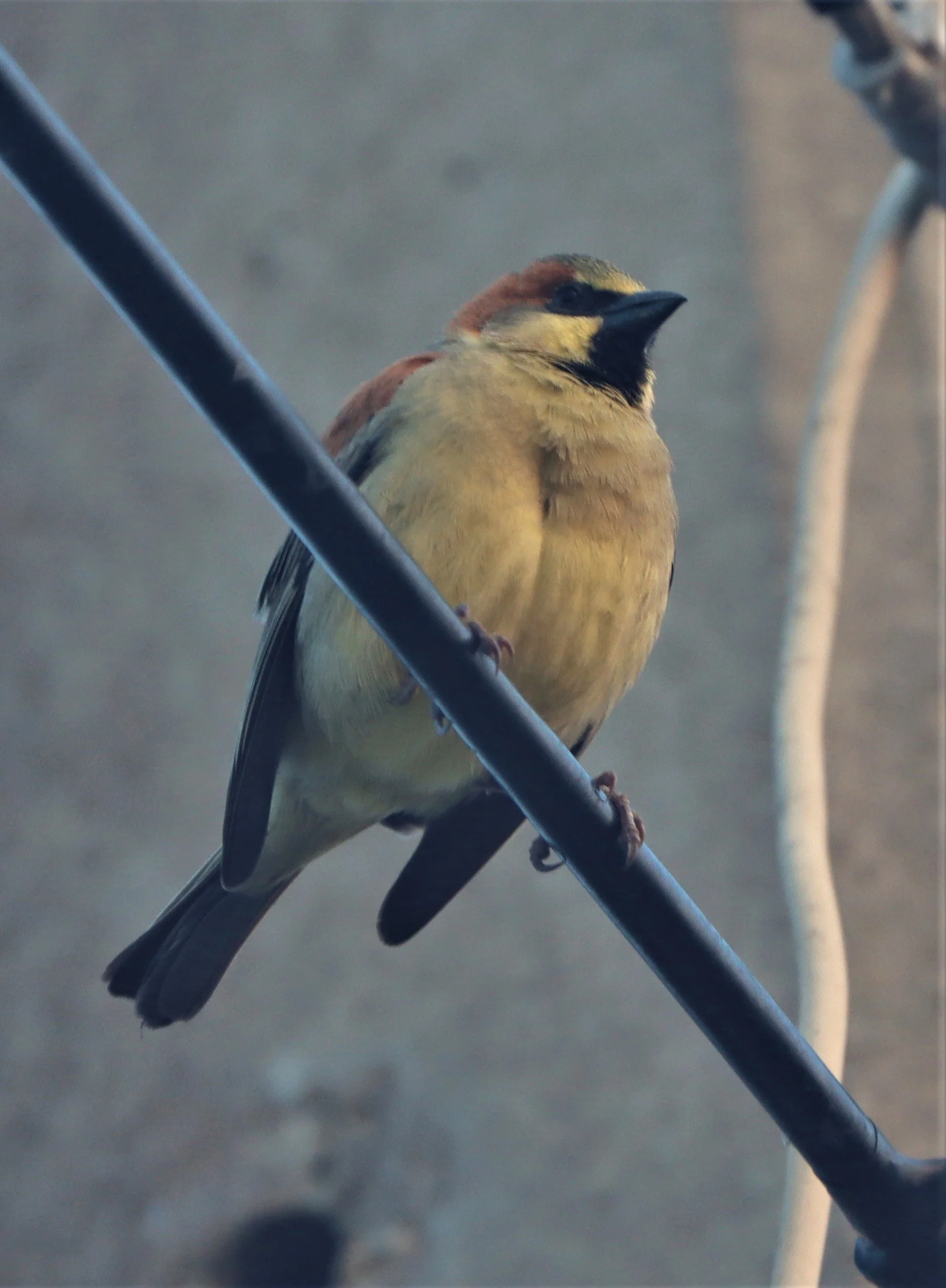 Plain-backed Sparrow (Passer flaveolus) Lat Krabang Wetlands Near Bangkok (7).jpg