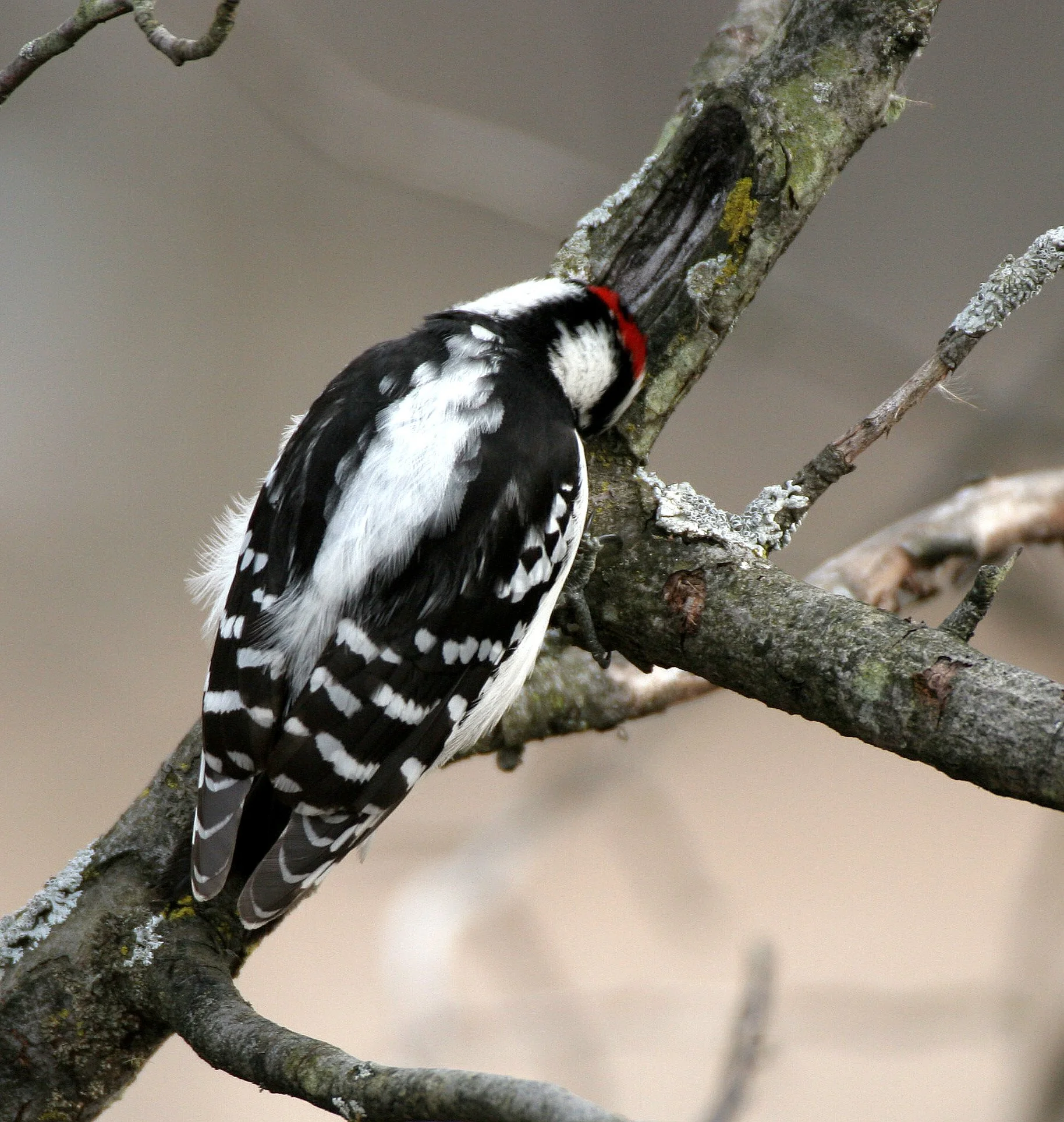 BIRD - WOODPECKER - DOWNY WOODPECKER - LINCOLN MARSH ILLINOIS (22).JPG