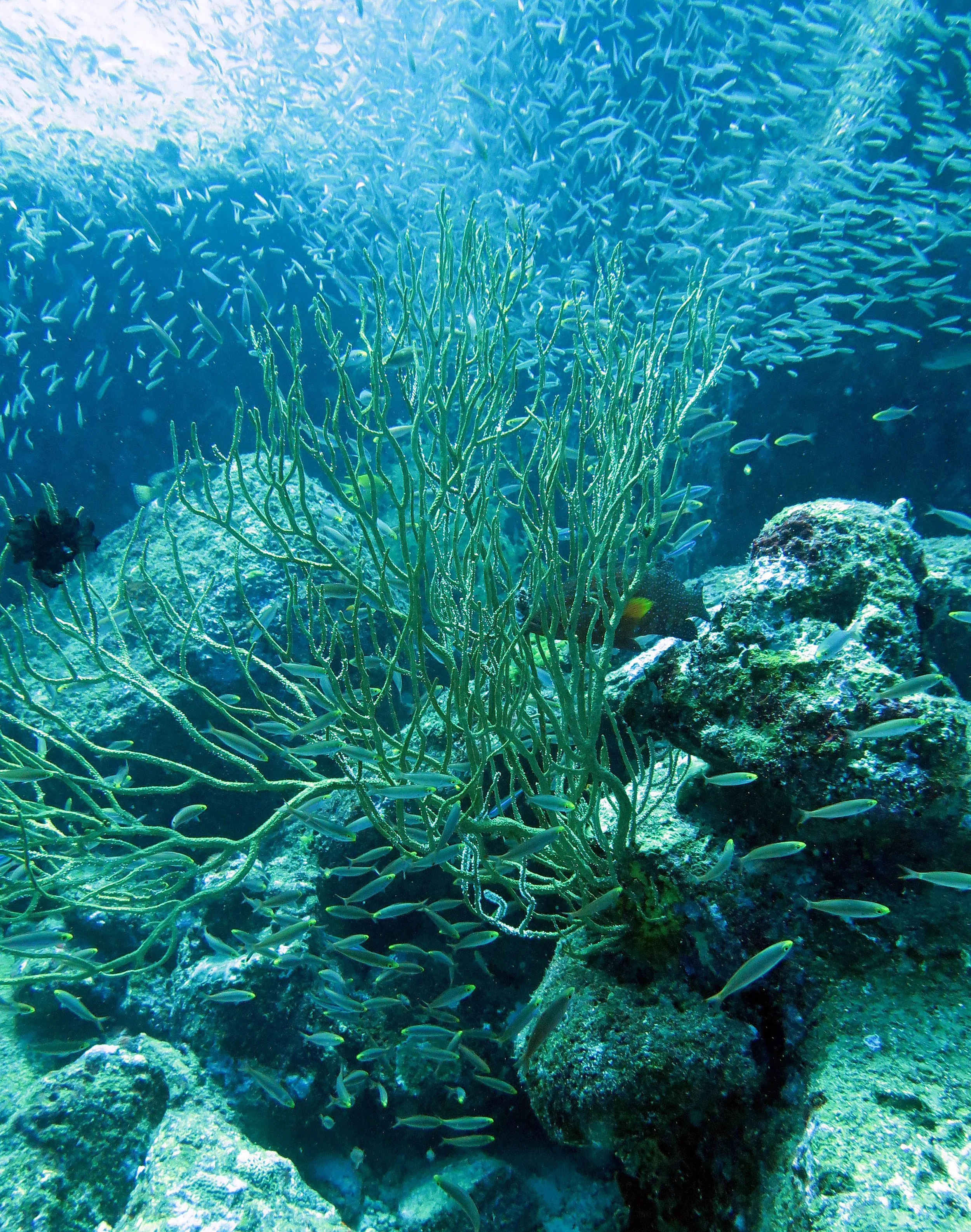 2014 Similan Islands Marine Park Thailand ISB Dive Trip (39).JPG