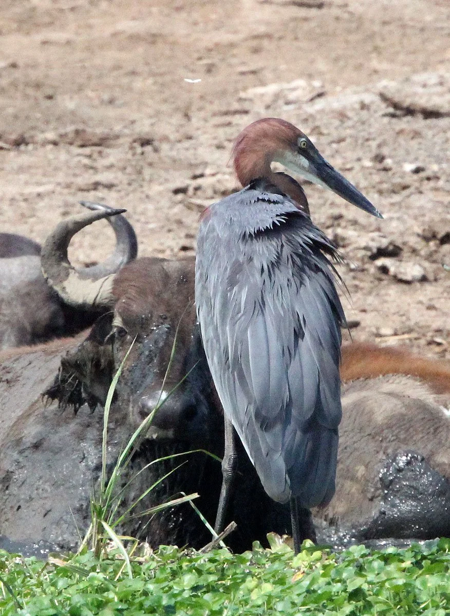 HERON - GOLIATH HERON - Ardea goliath - QUEEN ELIZABETH NATIONAL PARK UGANDA (3).JPG