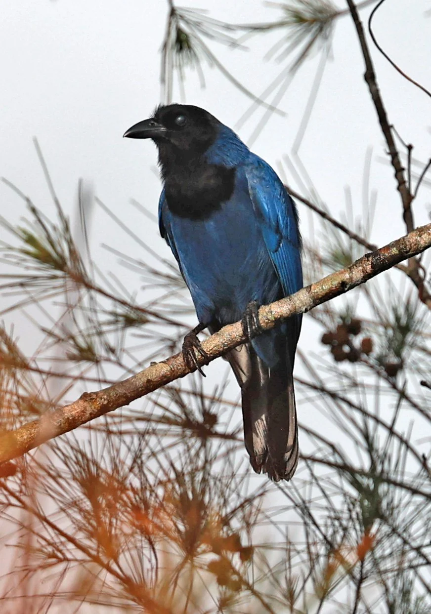 Azure Jay (Cyanocorax caeruleus) Superagui National Park, Brazil (19).jpg