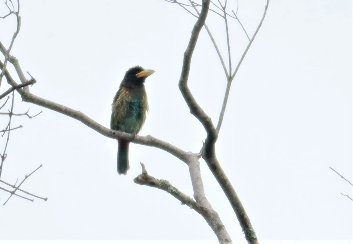 BARBET - GREAT BARBET - Psilopogon virens - DOI INTHANON JULY 2 2021 (15).jpg