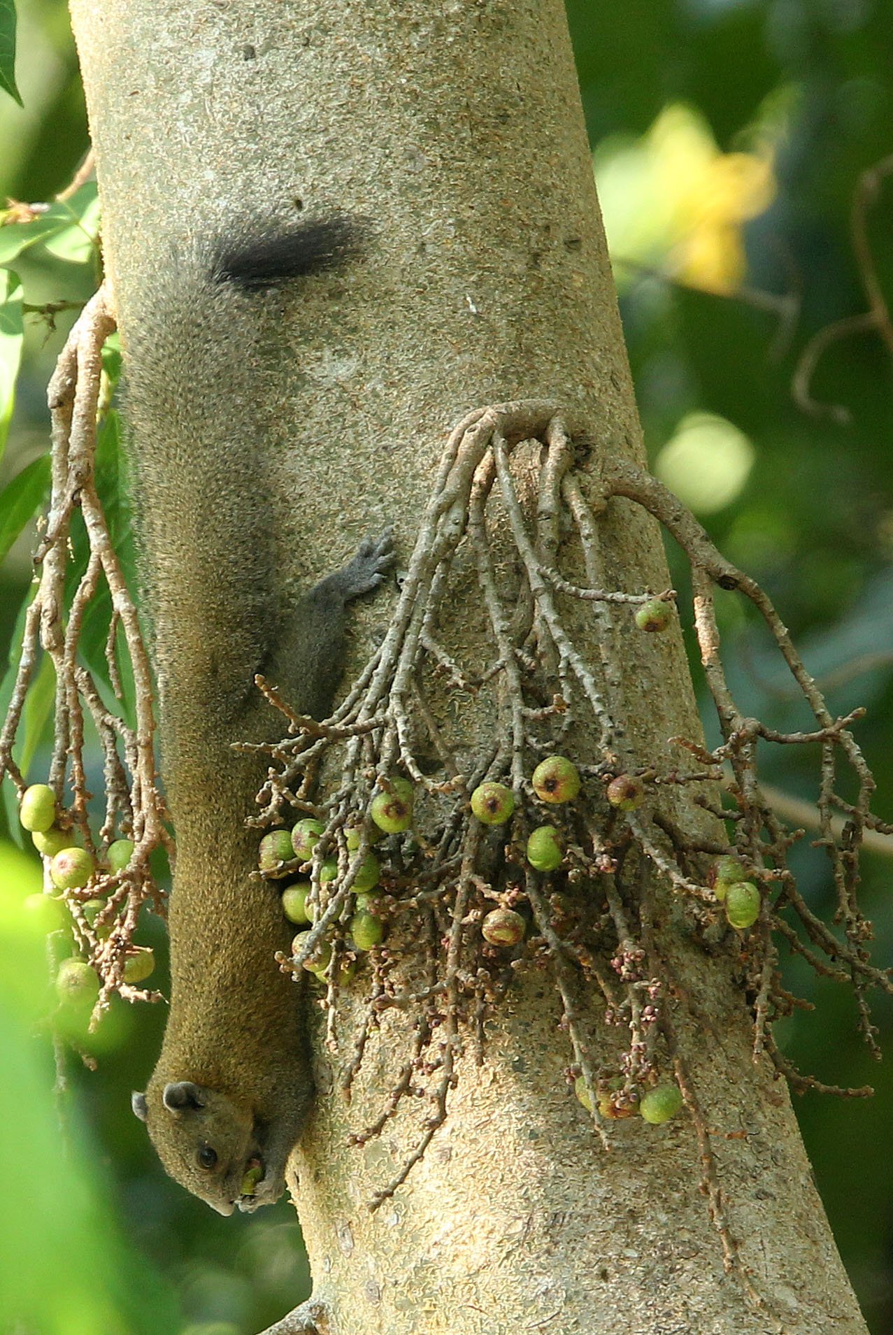 Callosciurus caniceps caniceps - MAINLAND GREY-BELLIED SQUIRREL -  KAENG KRACHAN NP THAILAND (15).JPG
