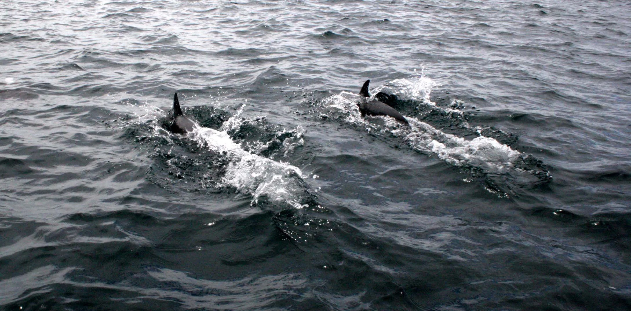 CETACEAN - DOLPHIN - BOTTLENOSE DOLPHIN - BAHIA DE LORETO BAJA MEXICO (7).JPG