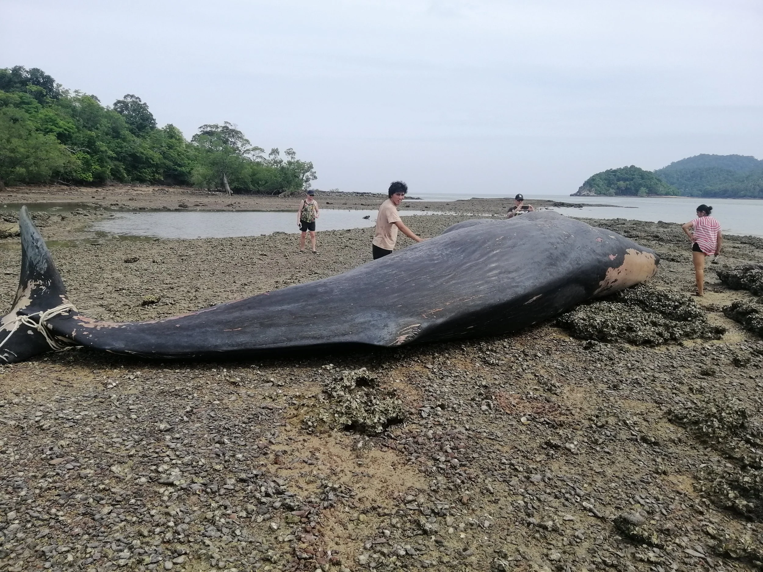 2019 Koh Lanta Dead Sperm Whale Summer Trip (4).jpg