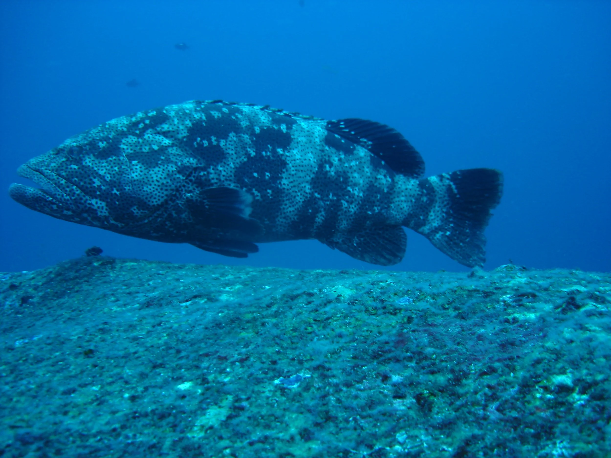 Serranidae - Epinephelus malabaricus - Malabar Grouper - Similans Thailand (4).JPG