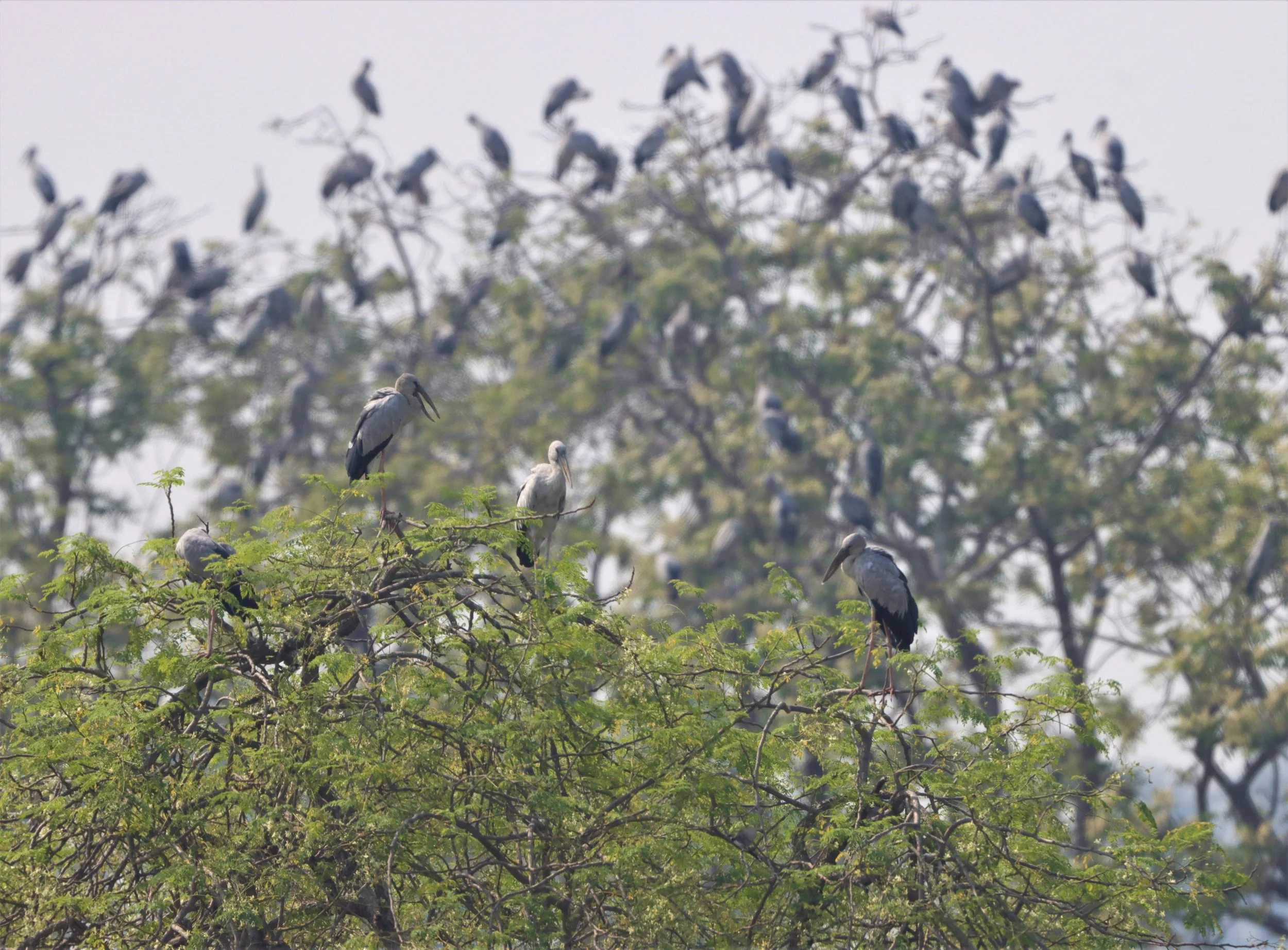 STORK - ASIAN OPENBILL - Anastomus oscitans - BANG KHAEM WETLANDS NAKHON PATHOM (35).jpg