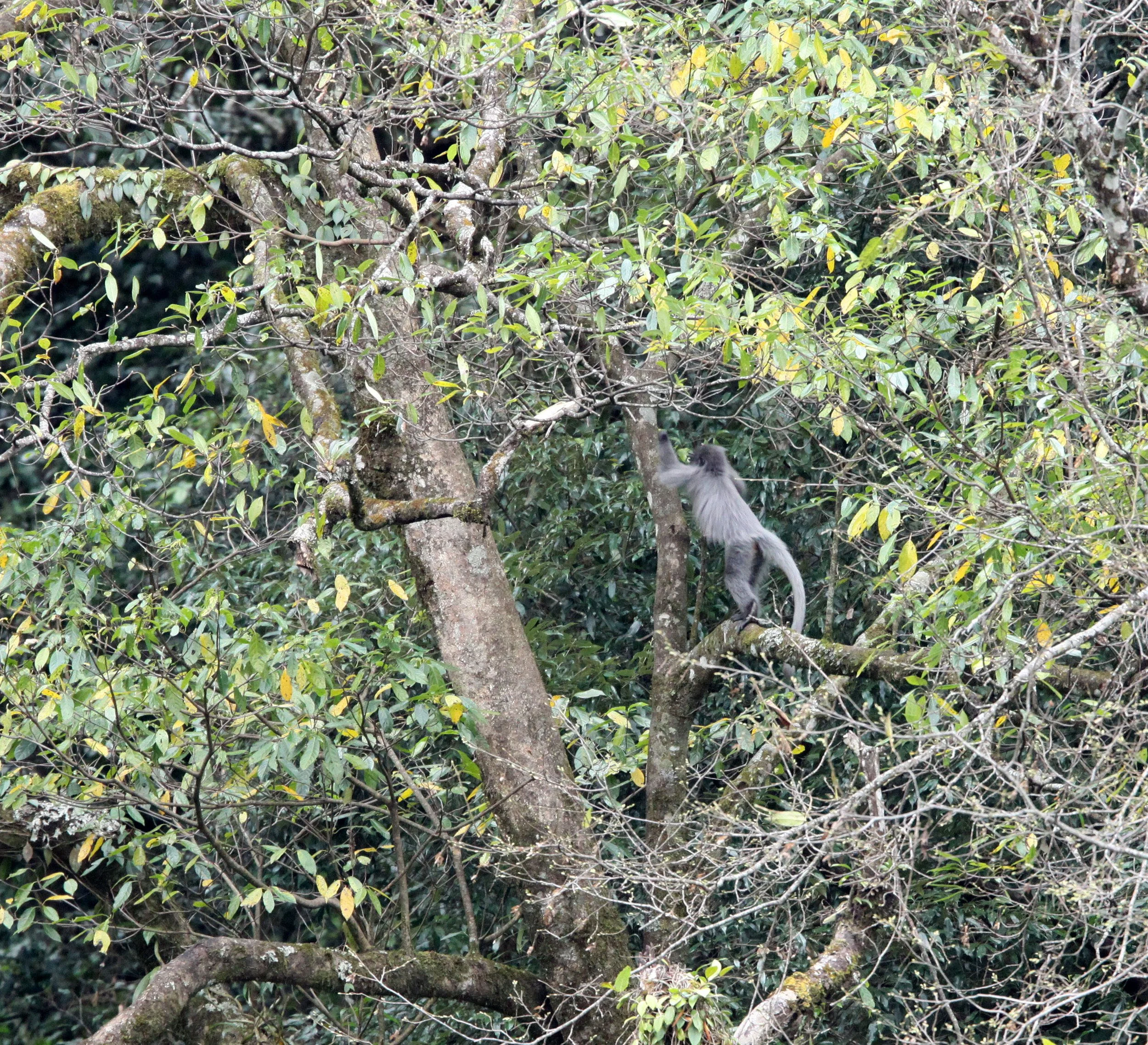 CERCOPITHECIDAE - Trachypithecus crepusculus - INDOCHINESE GRAY LANGUR - WULIANGSHAN NATURE RESERVE YUNNAN CHINA (3).JPG