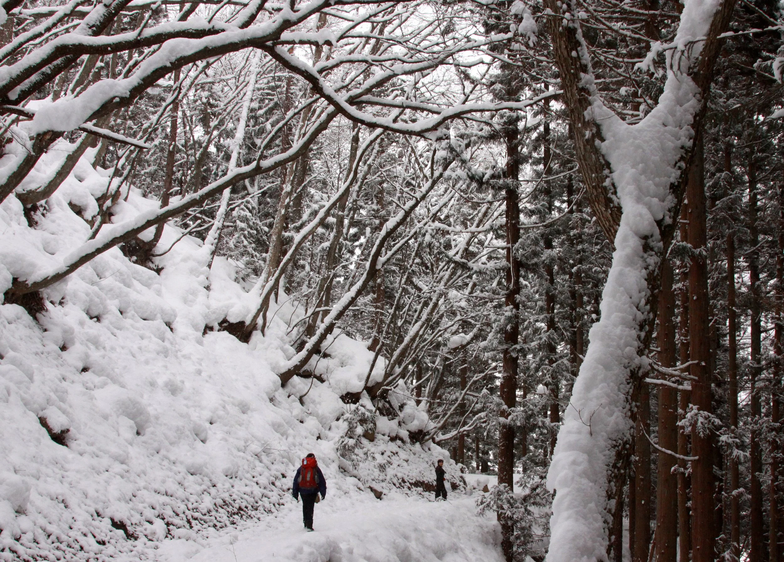 JIGOKUDANI ONSEN - NAGANO PREFECTURE JAPAN - FOREST SCENCES (32).JPG