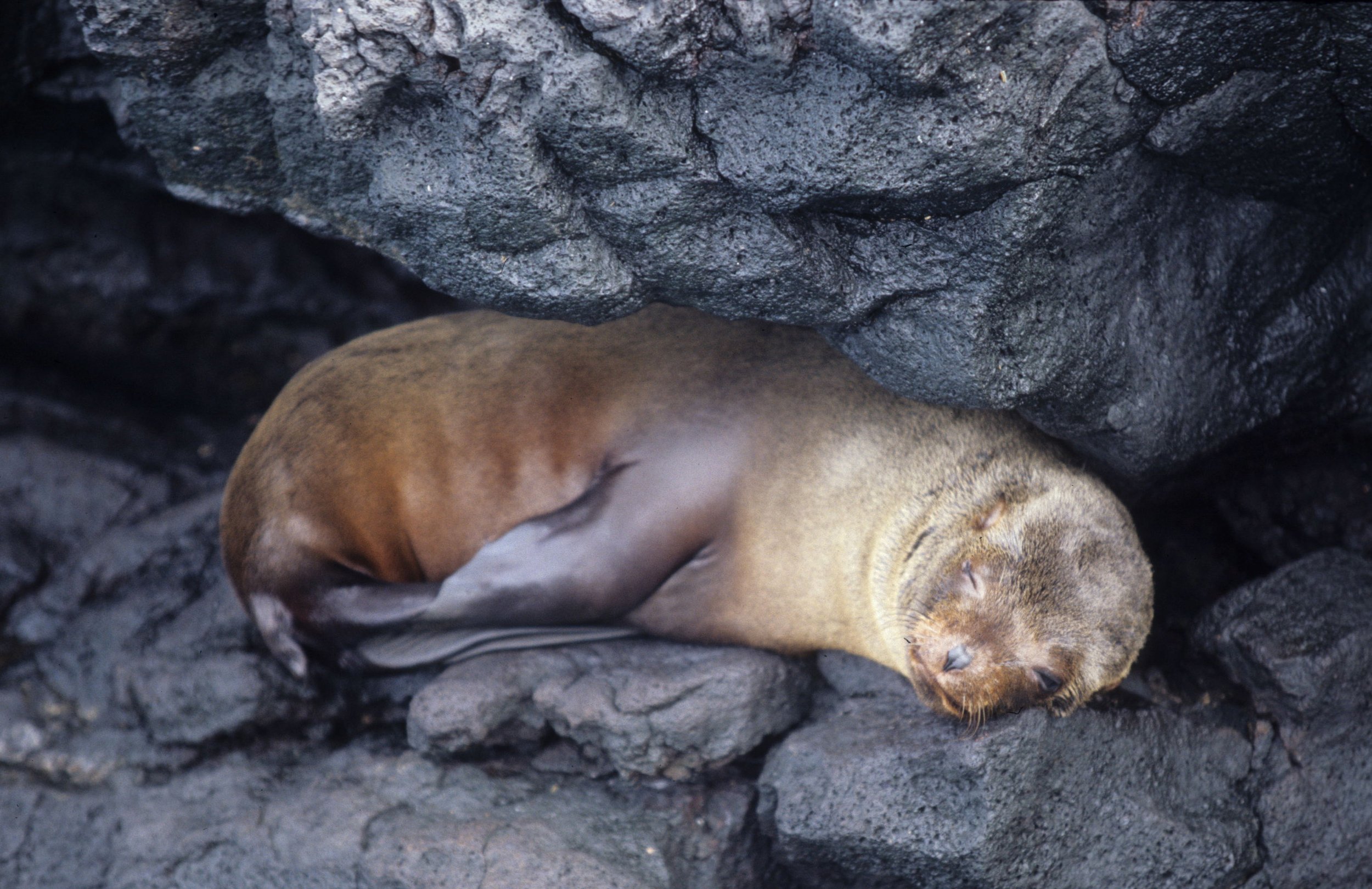 Arctocephalus galapagoensis - GALAPAGOS FUR SEAL - GALAPAGOS ISLANDS (11).jpg