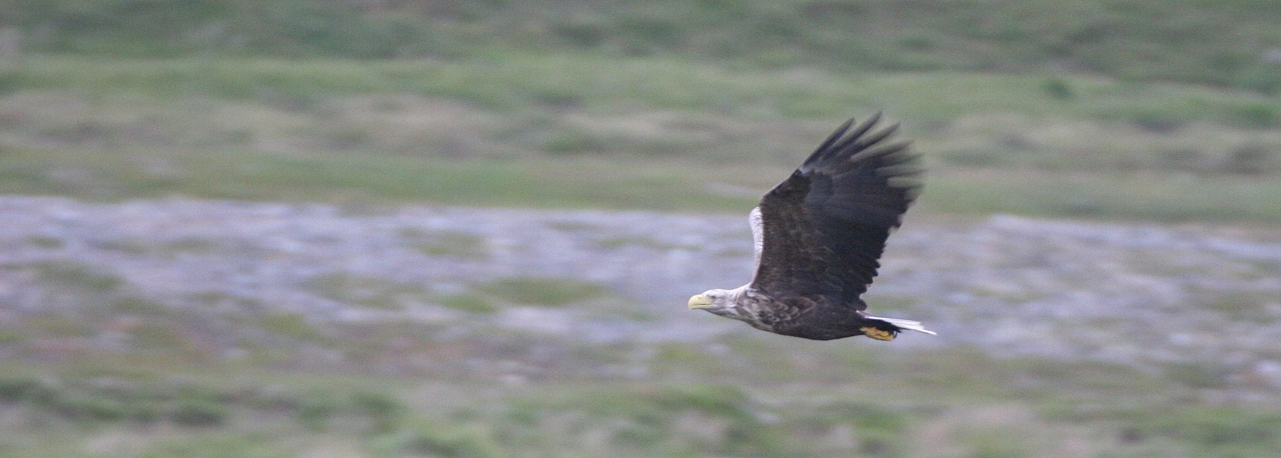 Haliaeetus albicilla - WHITE-TAILED SEA EAGLE - HORNOYA NORWAY (9).jpg
