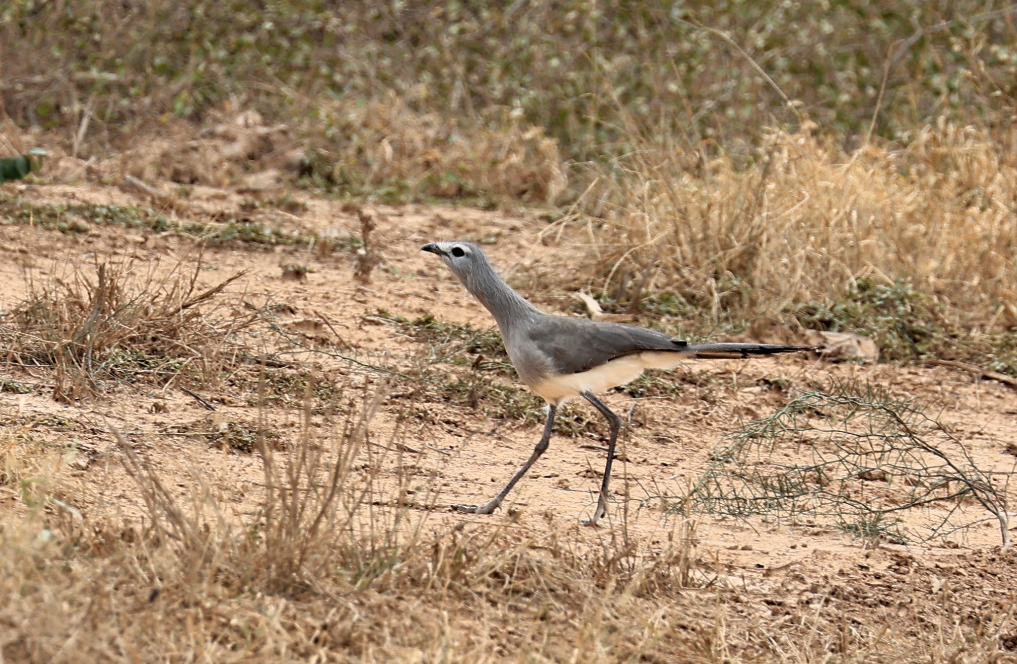 Black-legged Seriema (Chunga burmeisteri) Agua Dulce Paraguay (4).jpg