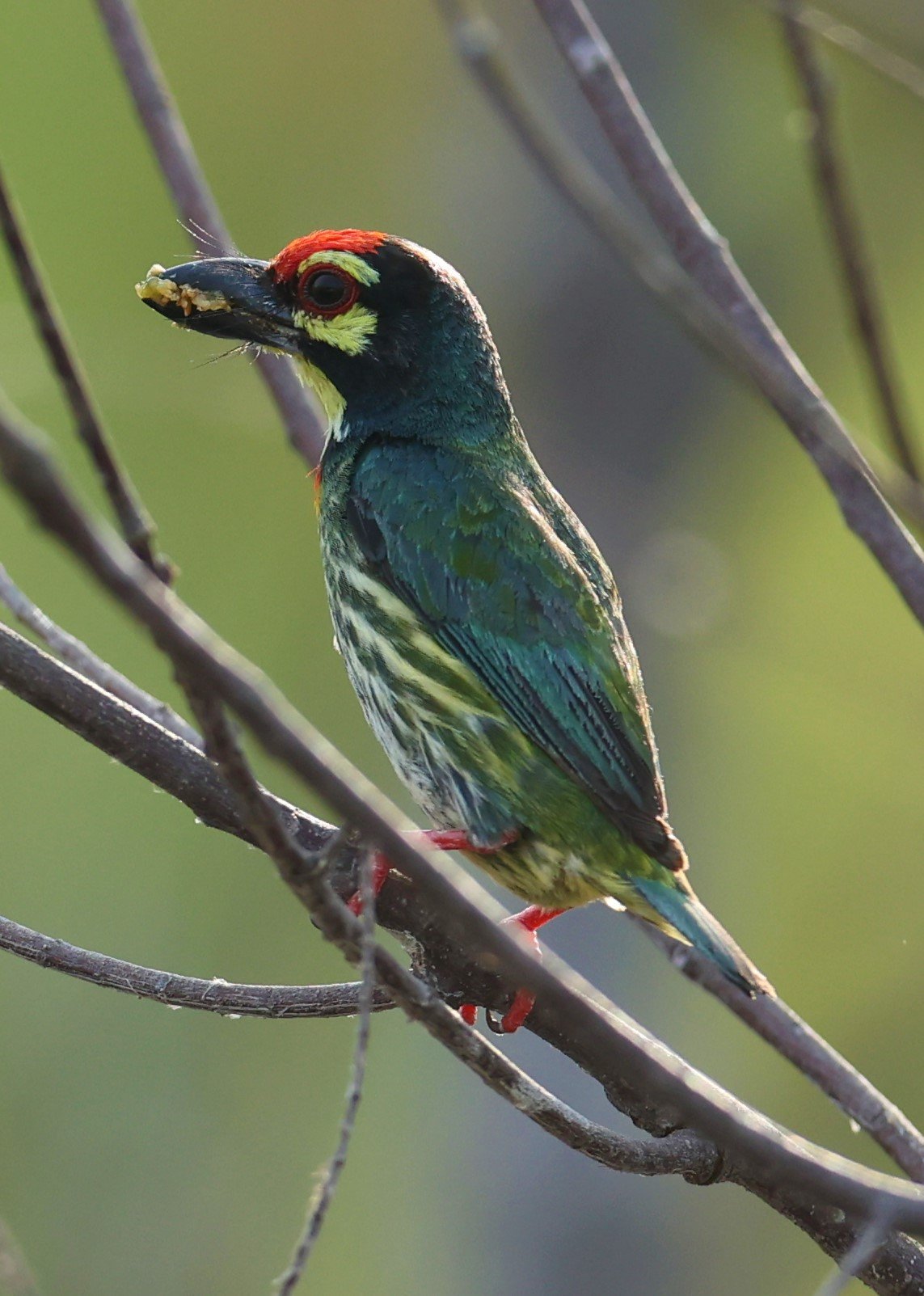 BARBET - COPPERSMITH BARBET - Megalaima haemacephala - KHAO SAM ROI YOD SONGKRAN 2022 (1).jpg