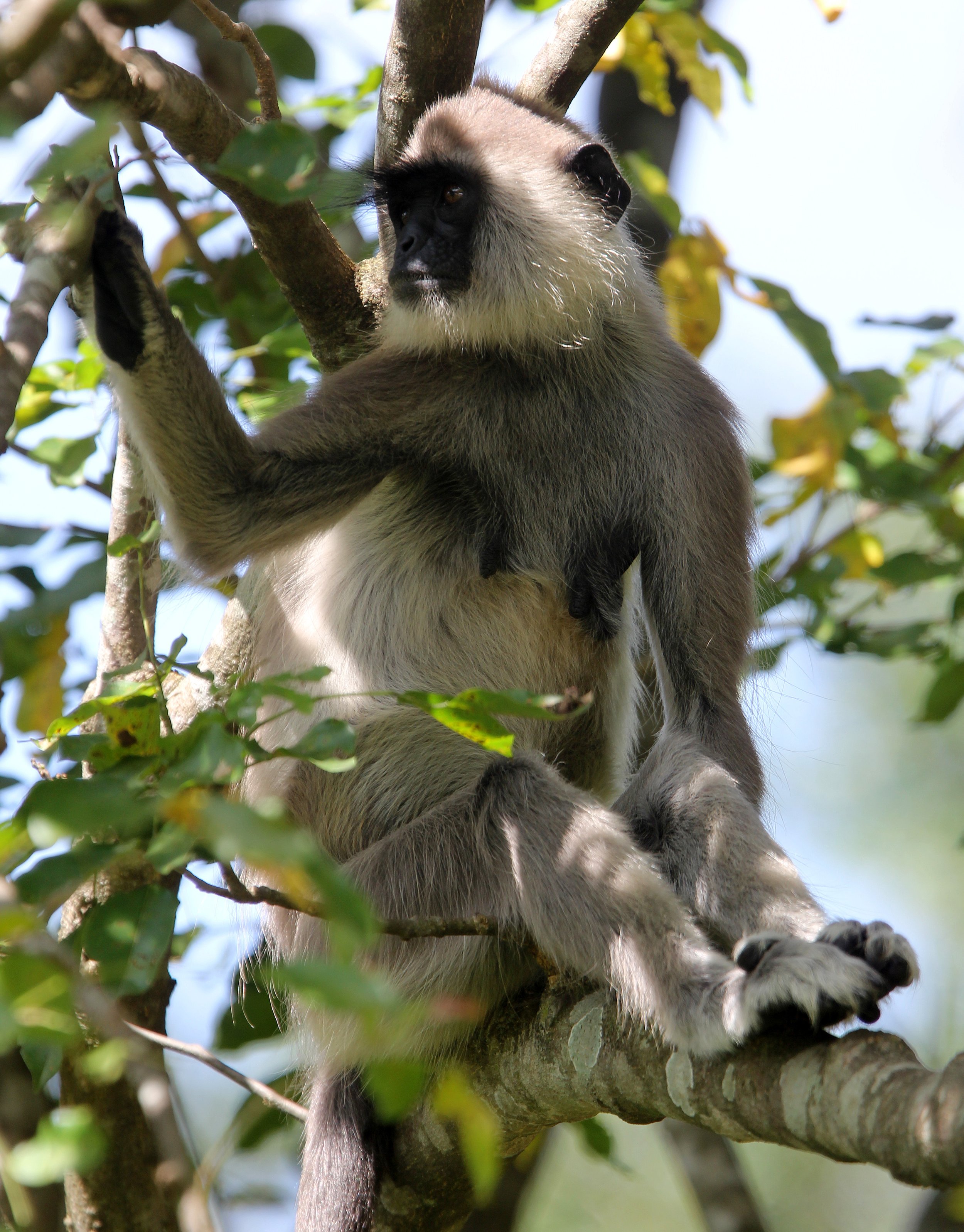 CERCOPITHECIDAE - Semnopithecus priam thersites - SRI LANKAN GRAY (TUFTED) LANGUR - SRIGIRIYA FOREST AND FORTRESS AREA SRI LANKA (56).JPG