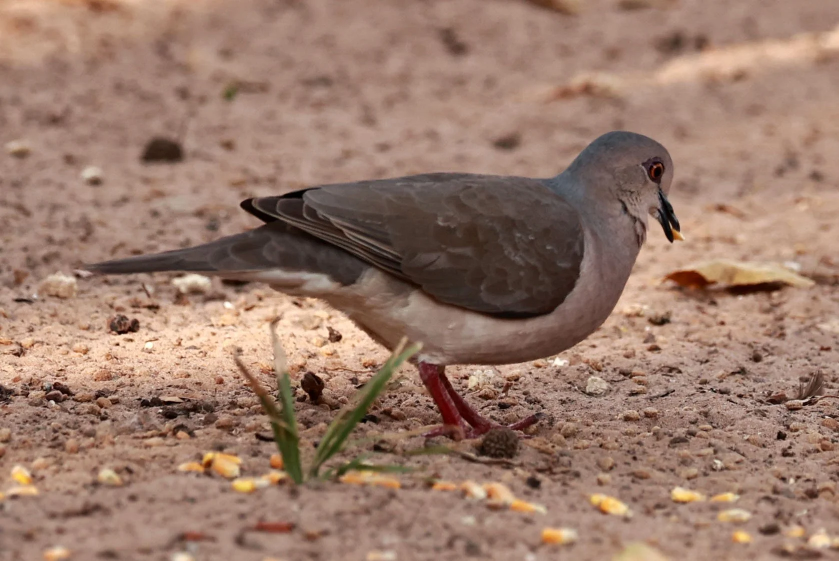 Gray-fronted Dove (Leptotila rufaxilla) Porto Alegre Lodge, Pantanal (1).jpg