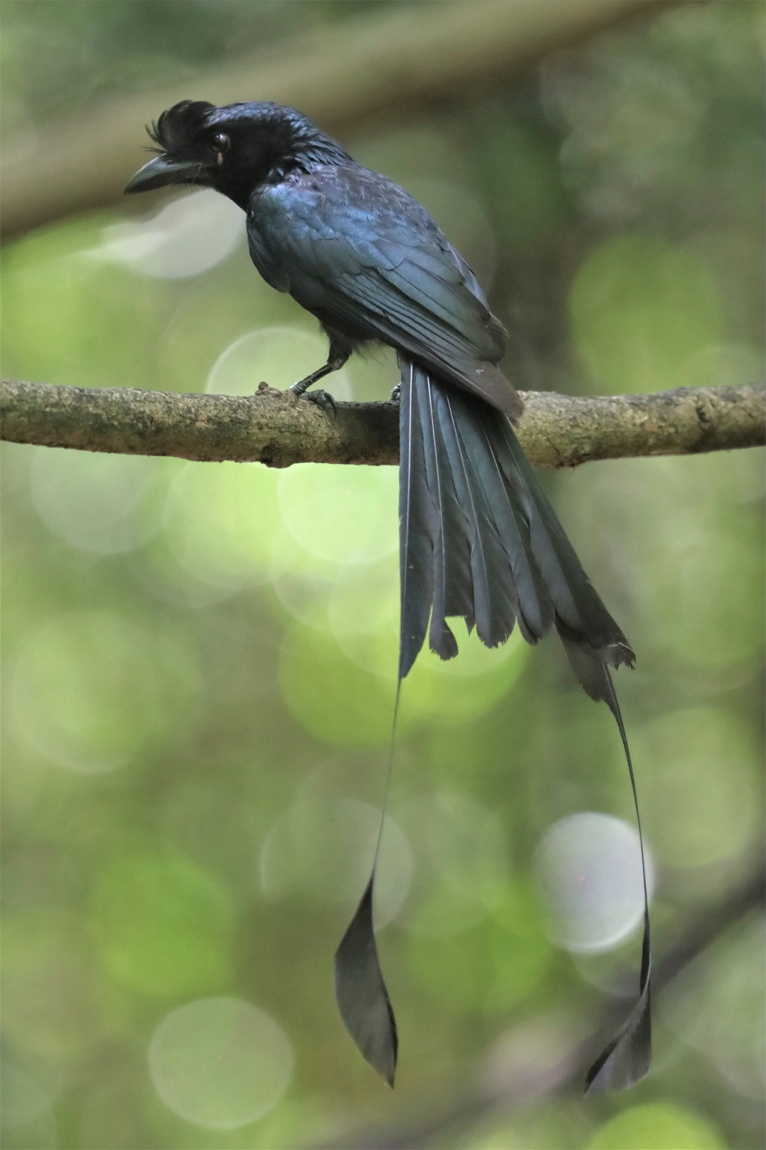 DRONGO - GREATER RACKET TAILED DRONGO - Dicrurus paradiseus - LUNG SIN HIDE NEAR KAENG KRACHAN NP (28).jpg